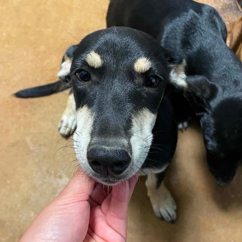 Enlarge Vienna C613, a Adoptable Dachshund in Allen, TX image 6/6