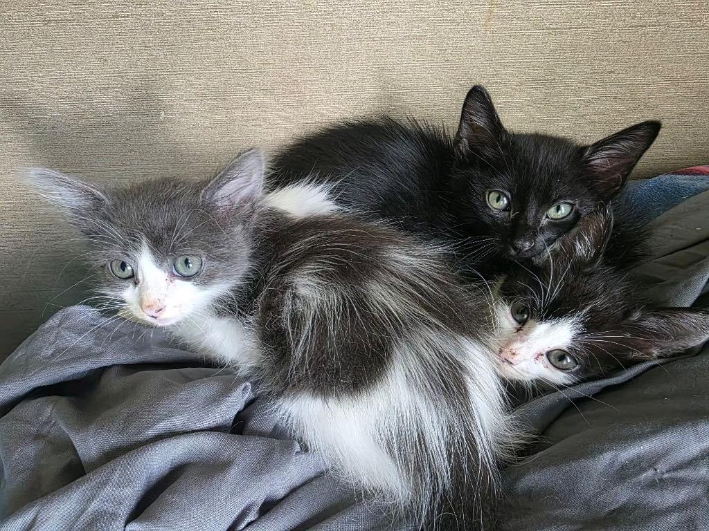 Enlarge Dayana (Marble Slab), a Adoptable Domestic Medium Hair in Sorrento, LA image 1/1