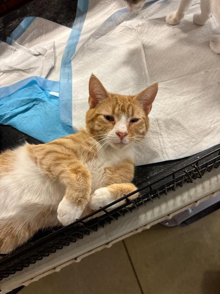 Enlarge Marmalade, a Adoptable mixed breed in Mooresville, NC image 1/2