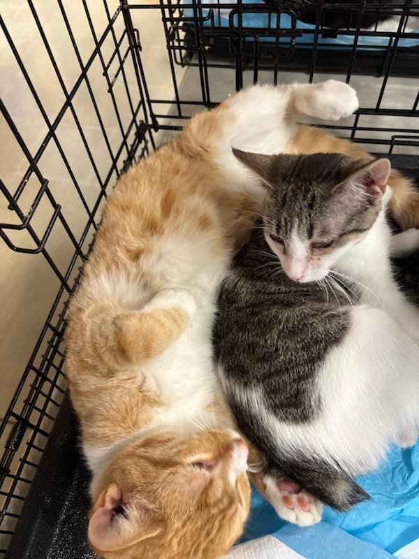 Enlarge Marmalade, a Adoptable mixed breed in Mooresville, NC image 2/2