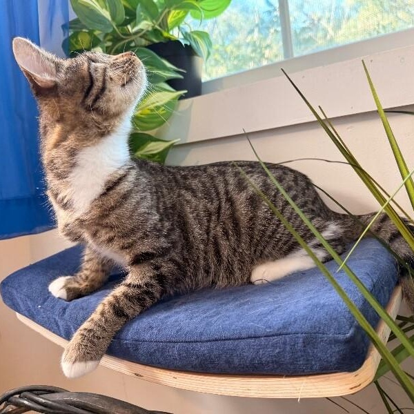 Diane Gillespie TCHS — thumbnail 2