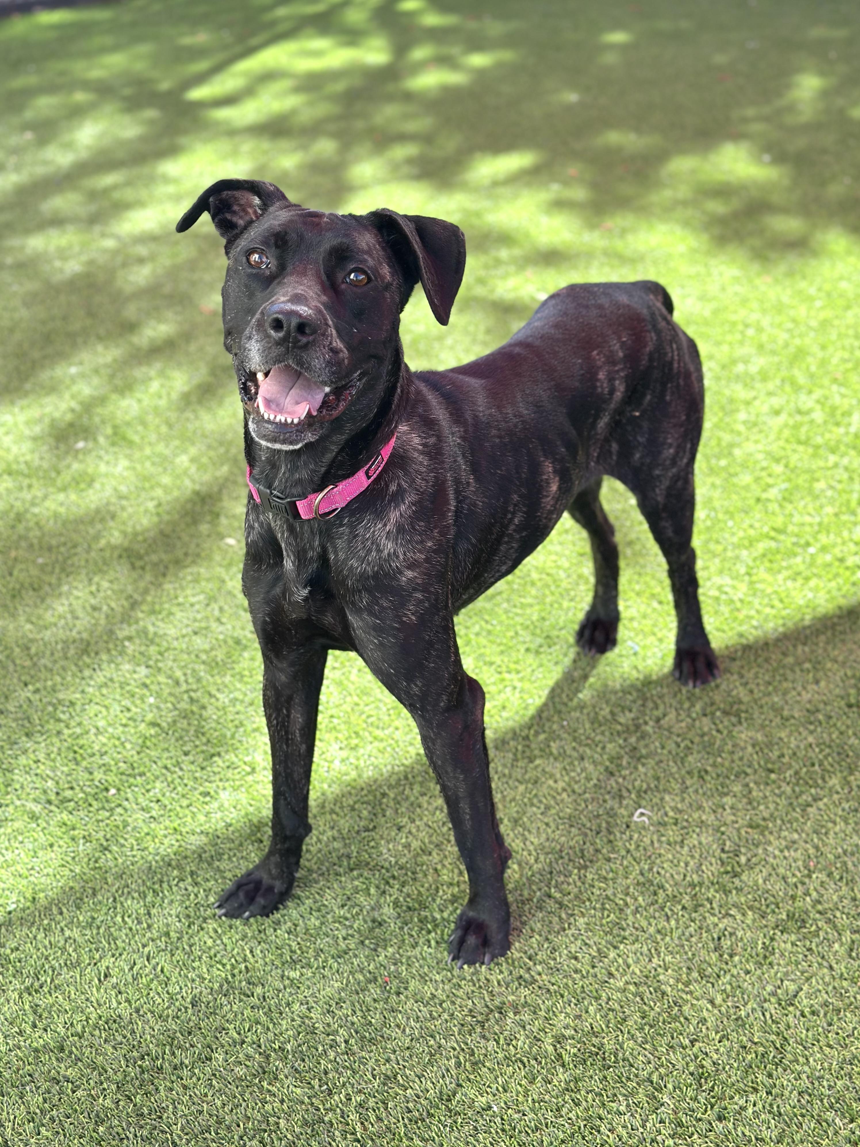 Mavis, Adoptable, Adult Female Mastiff & Labrador Retriever.
