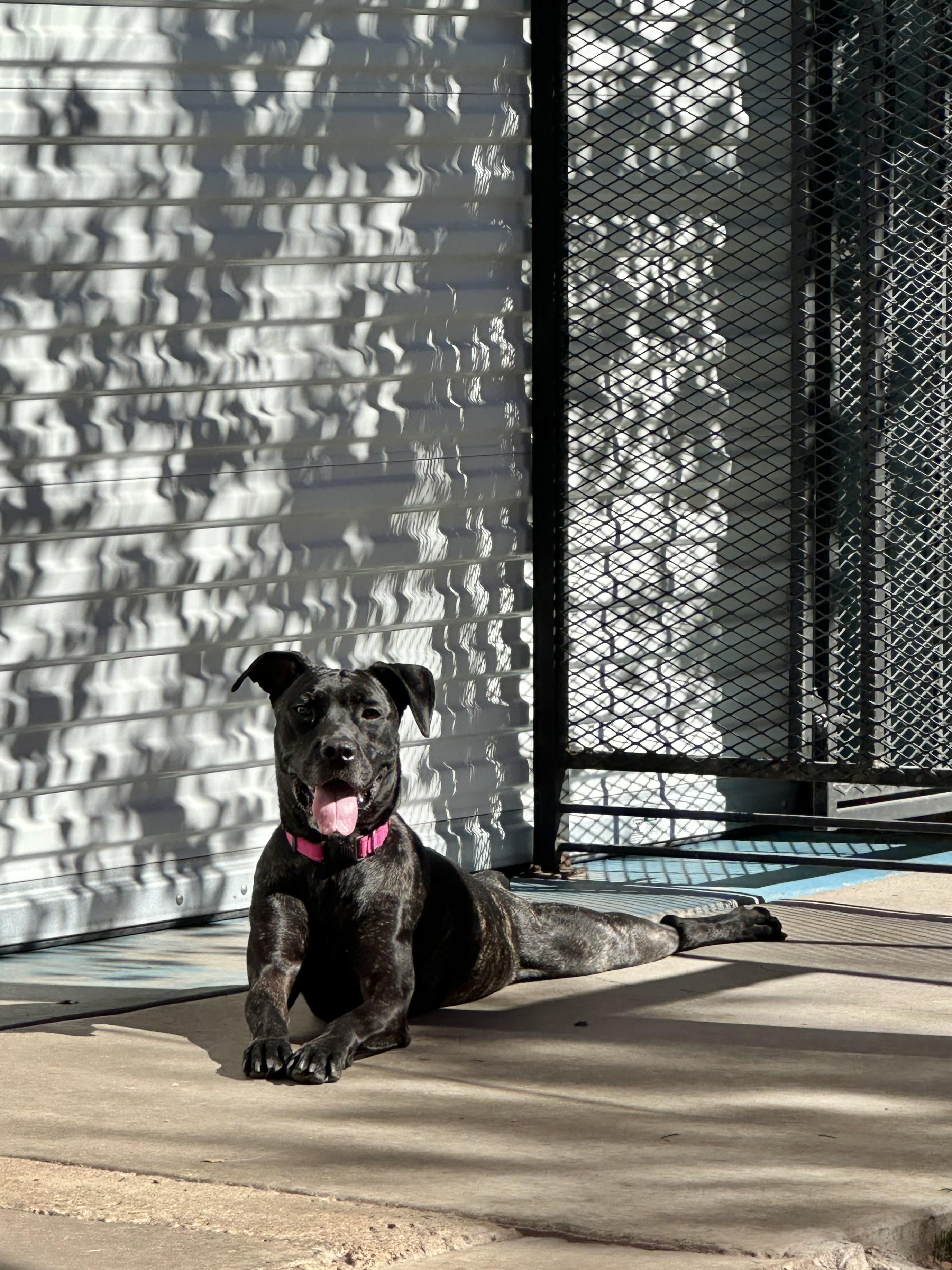 Mavis, a Adoptable mixed breed in Glendale, AZ image 2/4