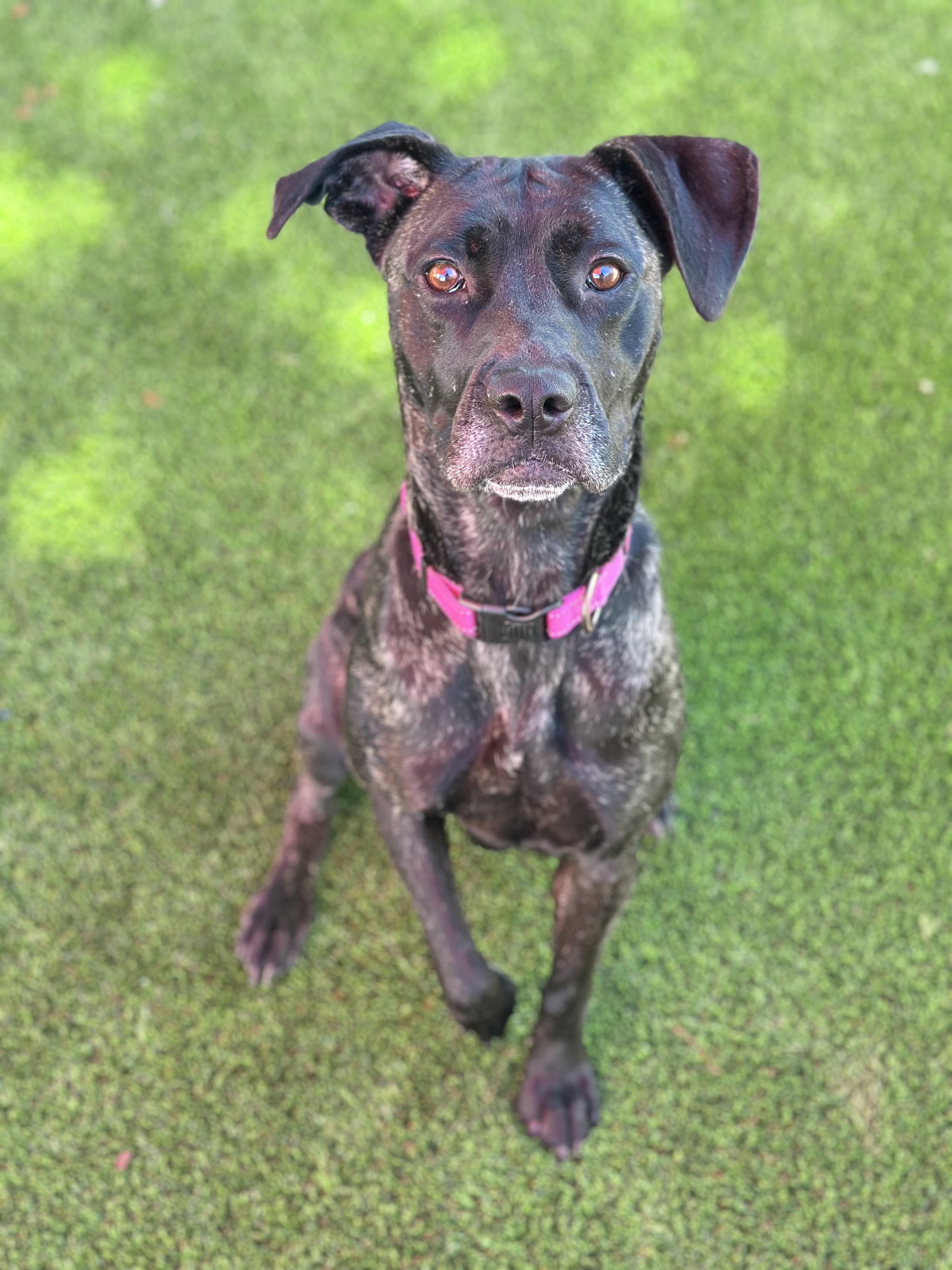 Mavis, a Adoptable mixed breed in Glendale, AZ image 4/4