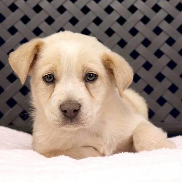Ringo, Adoptable, Puppy Female Labrador Retriever.