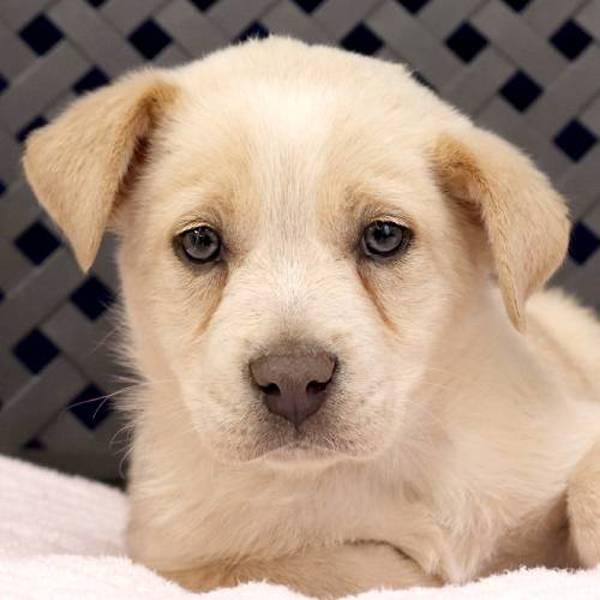 Ringo, a Adoptable mixed breed in Midland, TX image 2/2