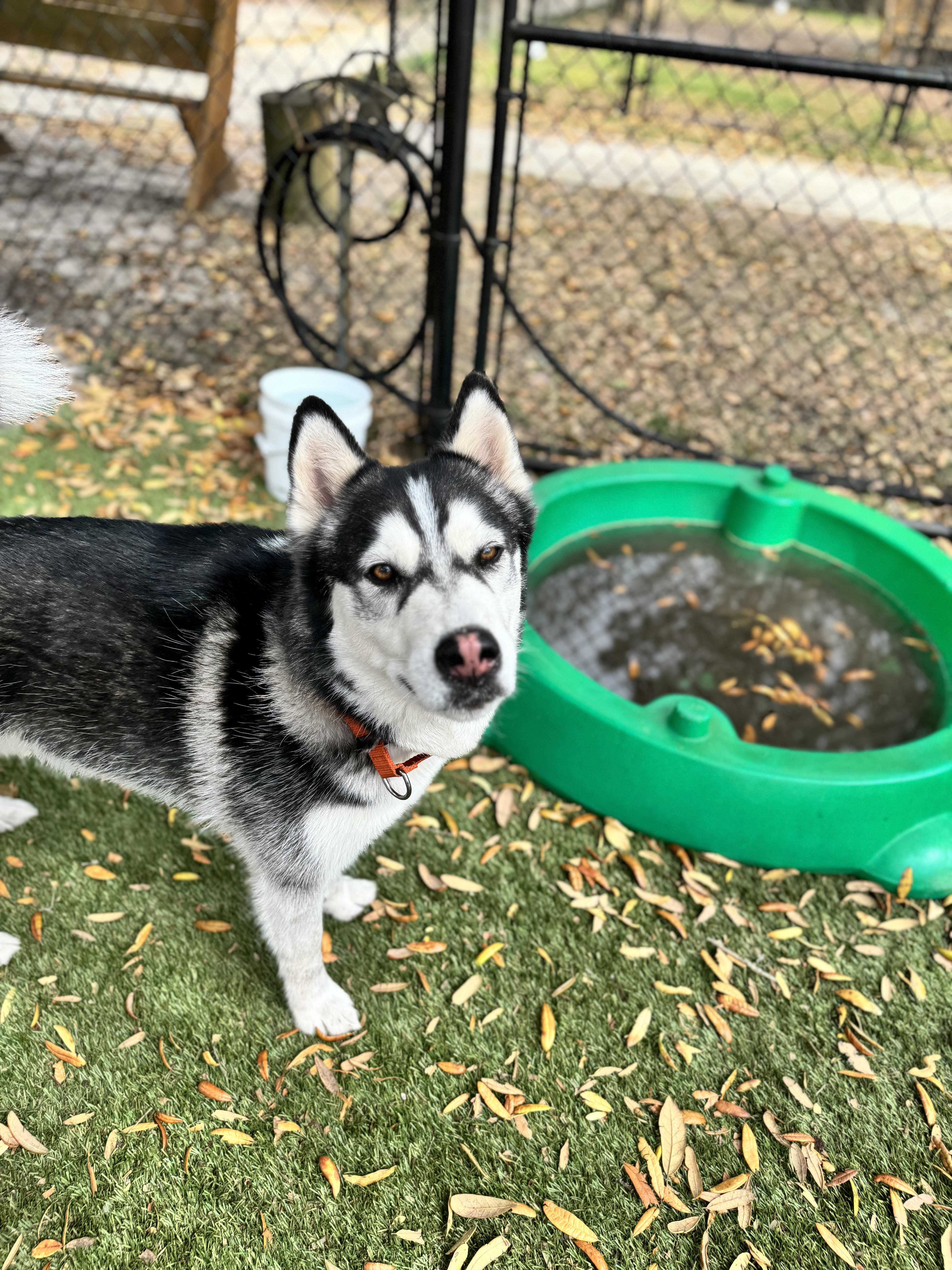 Storm, Adult Male unknown