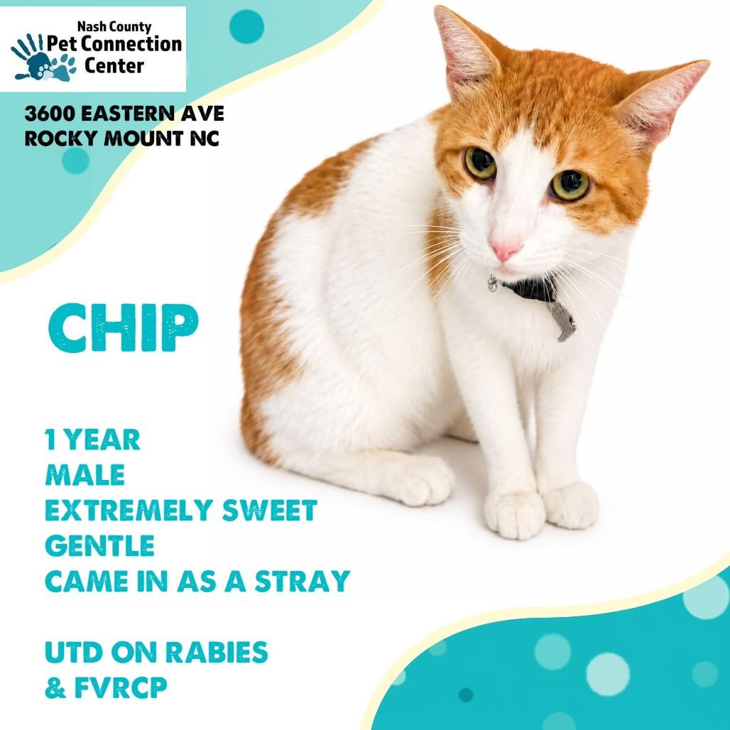 CHIP, Adoptable, Young Male Domestic Short Hair.