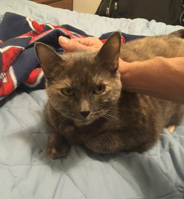 Kiara, Adopted, Senior Female Dilute Tortoiseshell & Domestic Short Hair.