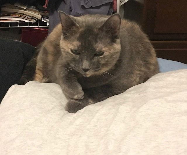 Kiara, a Adopted mixed breed in Macedonia, OH image 2/3