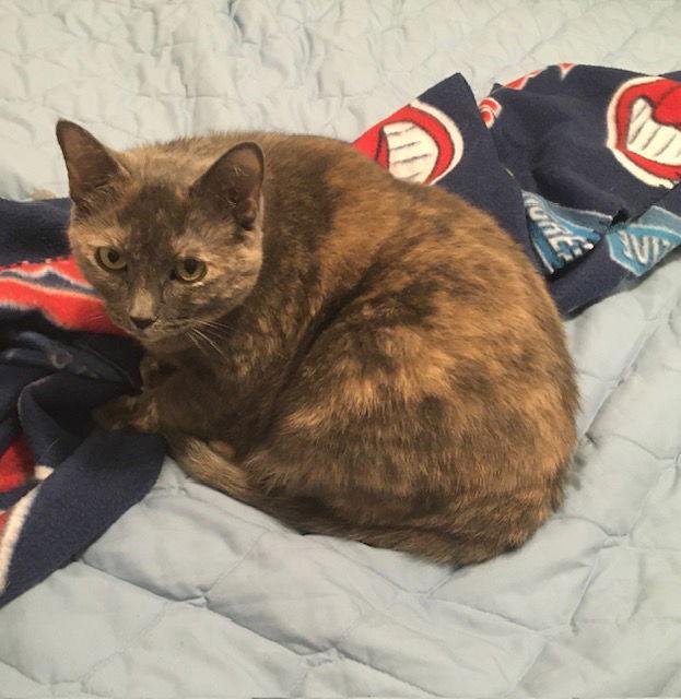 Kiara, a Adopted mixed breed in Macedonia, OH image 3/3