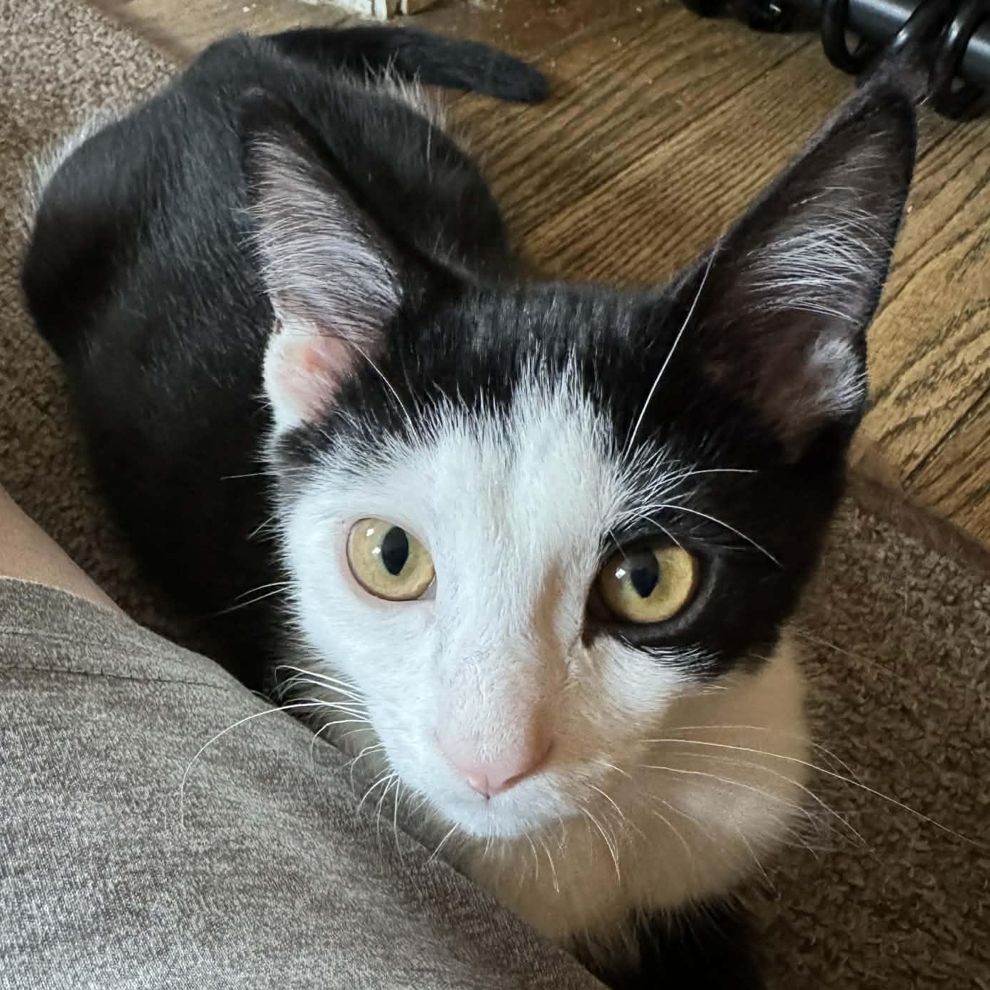 Enlarge Chickadee, a ADOPTABLE Domestic Short Hair in Milwaukee, WI image 1/6