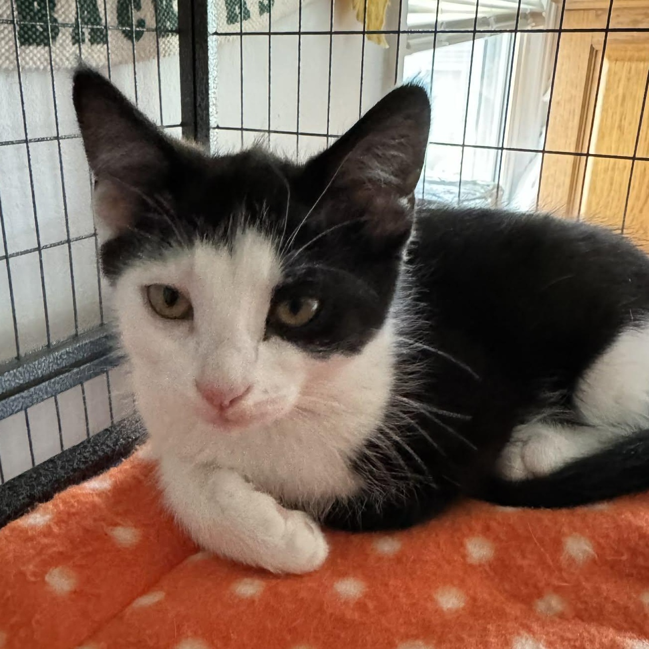 Chickadee, ADOPTABLE, Kitten Male Domestic Short Hair.