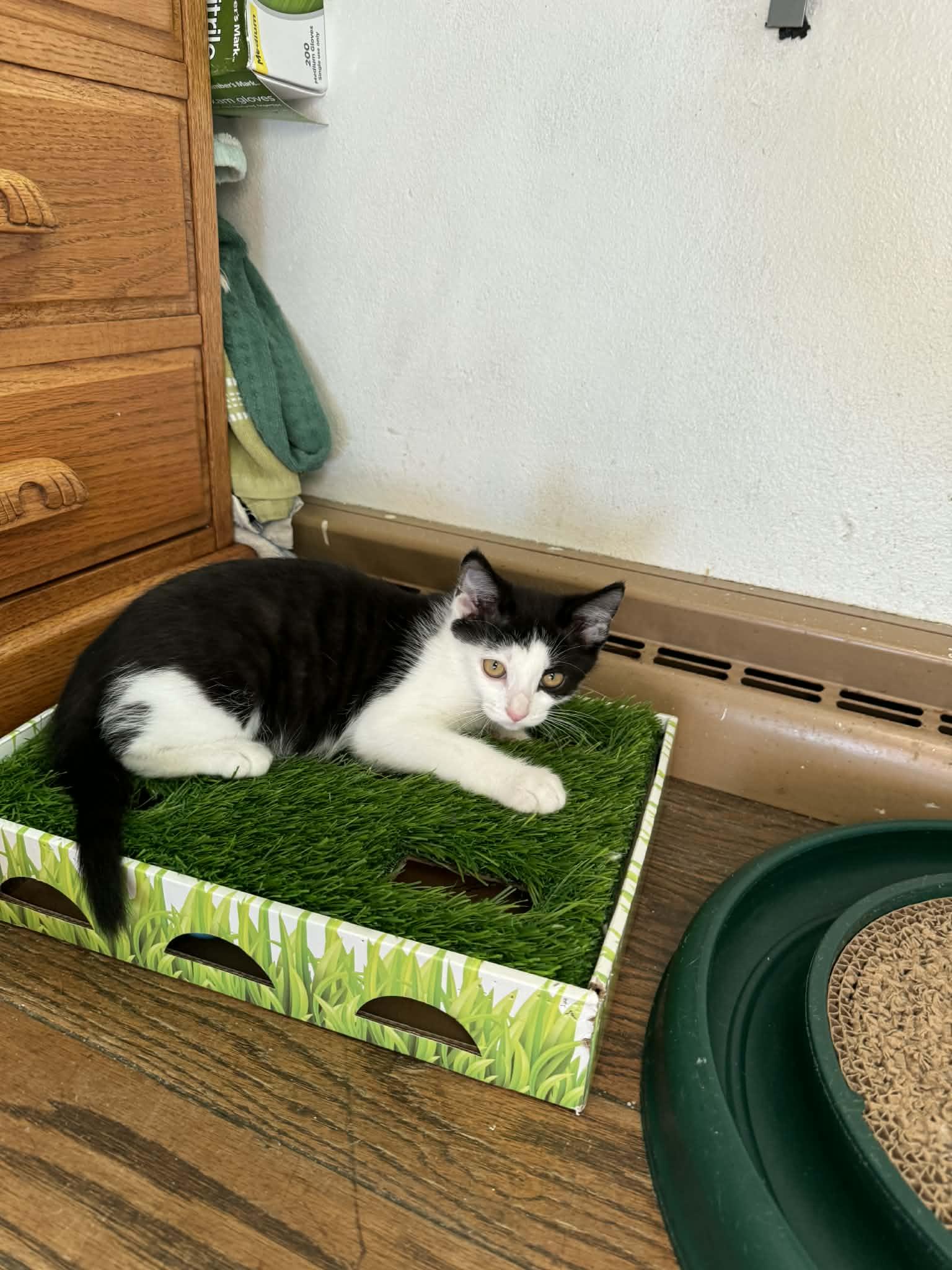 Enlarge Chickadee, a ADOPTABLE Domestic Short Hair in Milwaukee, WI image 4/4