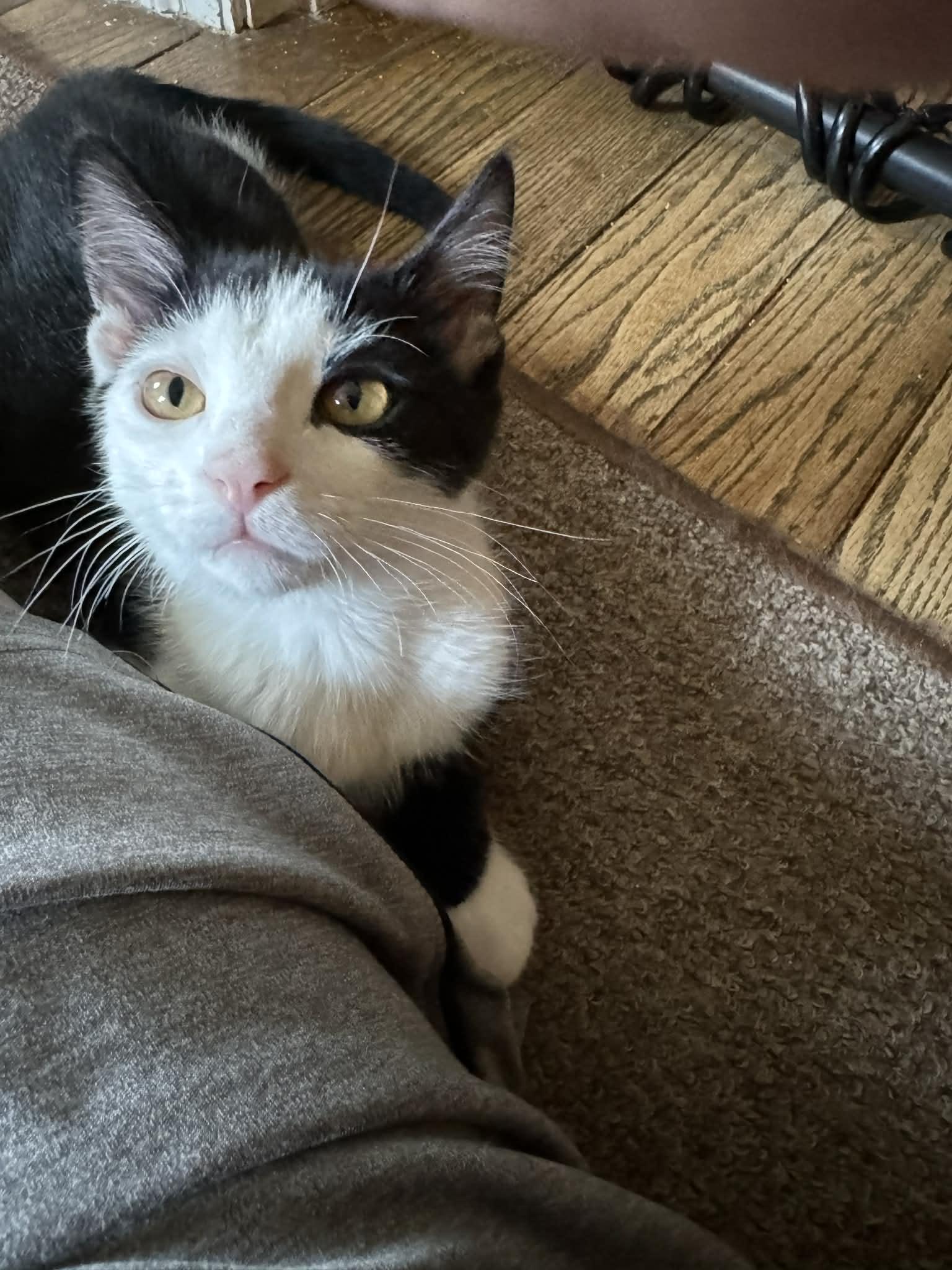 Enlarge Chickadee, a ADOPTABLE Domestic Short Hair in Milwaukee, WI image 6/6
