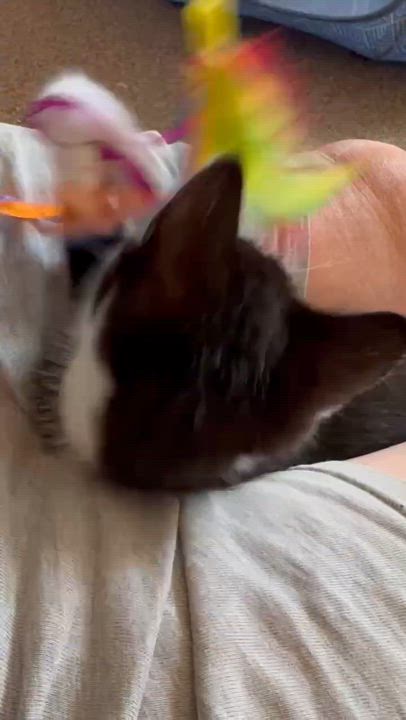 Enlarge Chickadee, a ADOPTABLE Domestic Short Hair in Milwaukee, WI video 3/4