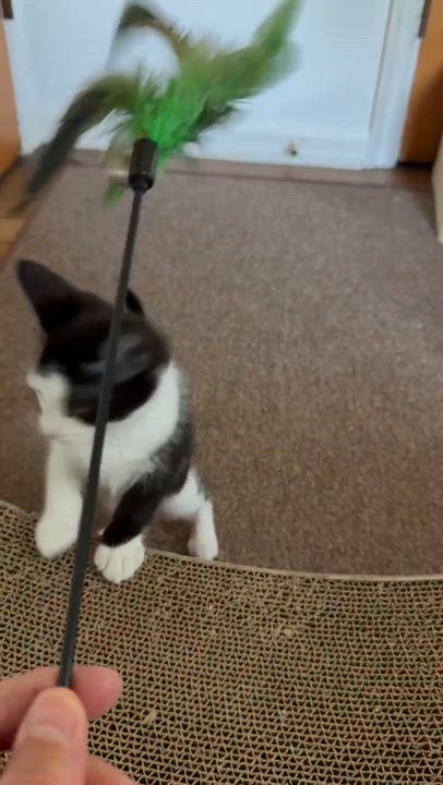 Enlarge Chickadee, a ADOPTABLE Domestic Short Hair in Milwaukee, WI video 2/4