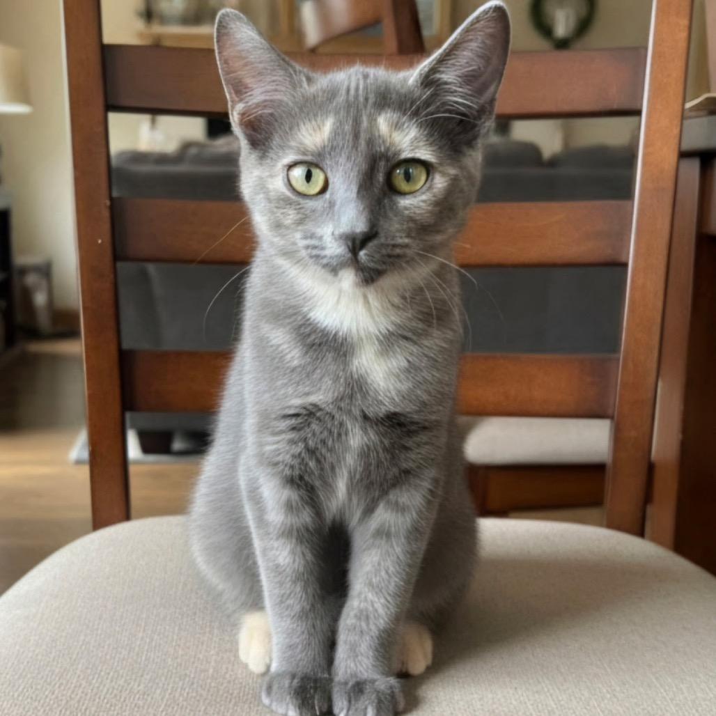 Nana, Adoptable, Kitten Female Domestic Short Hair.
