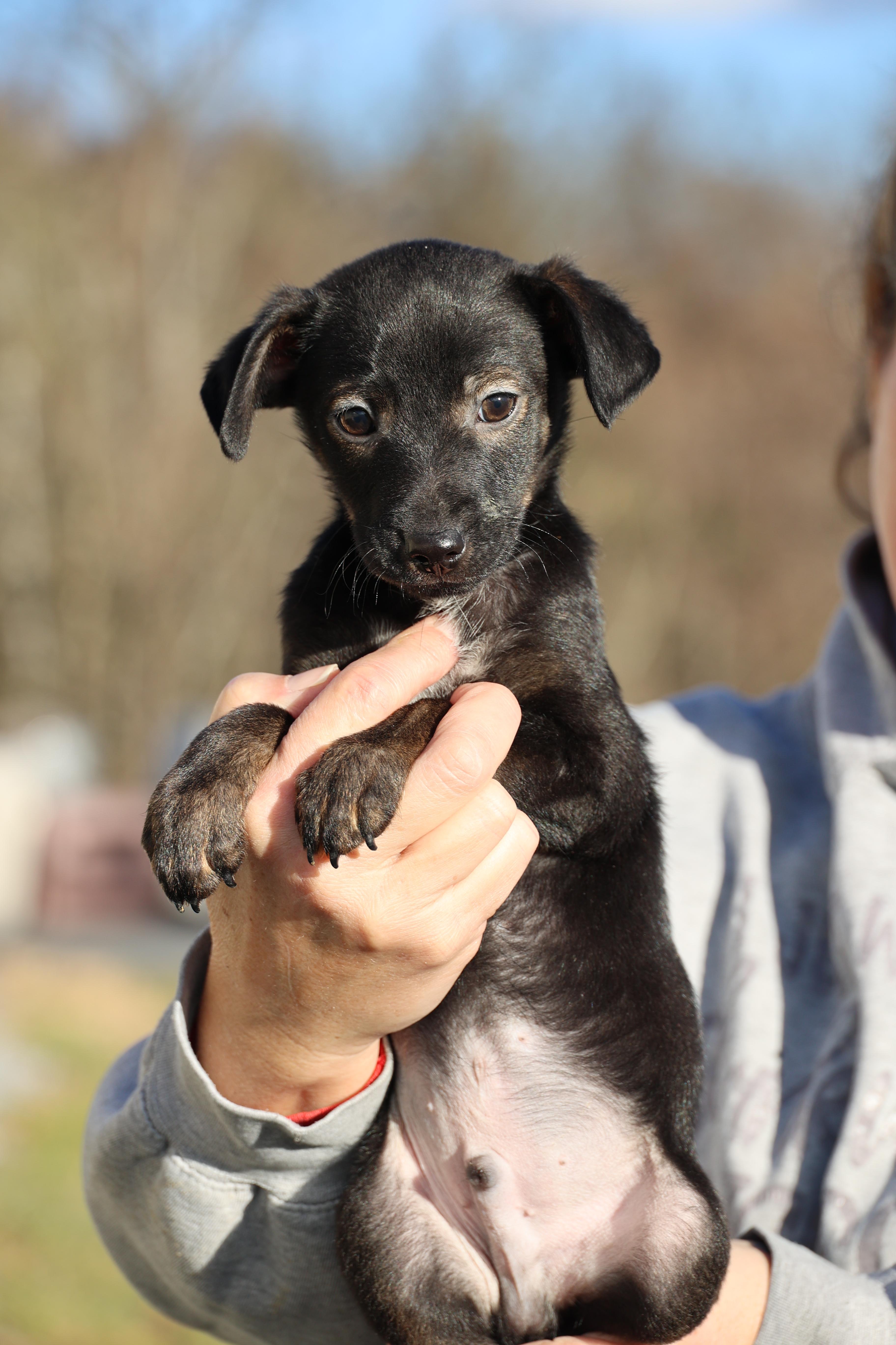 Enlarge Vito-Available! www.lhar.dog to apply! , an adoptable mixed breed in Frederick, MD image 3/6