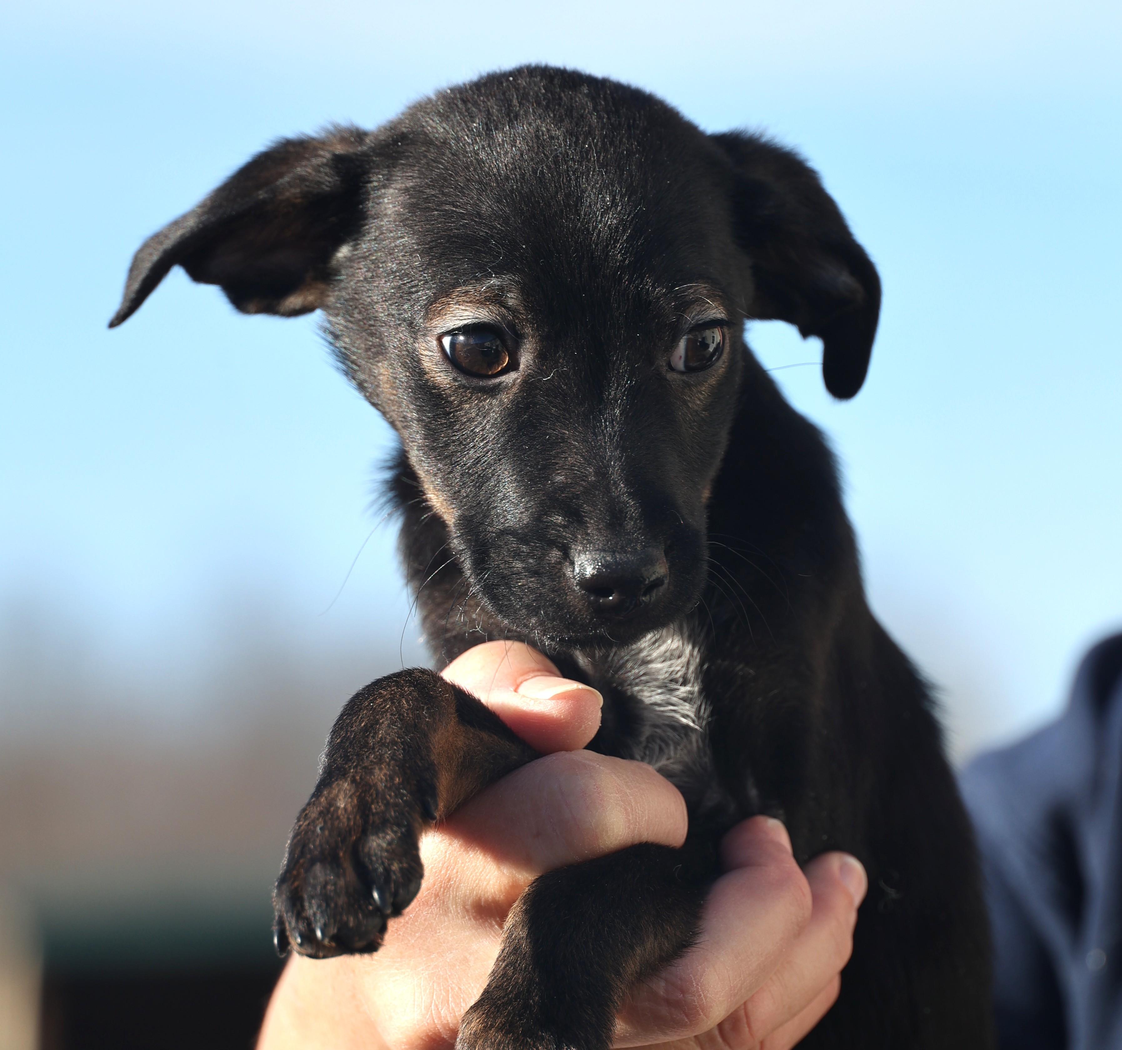 Enlarge Vito-Available @Petsmart 1/18! www.lhar.dog to apply! , an adoptable mixed breed in Frederick, MD image 5/6