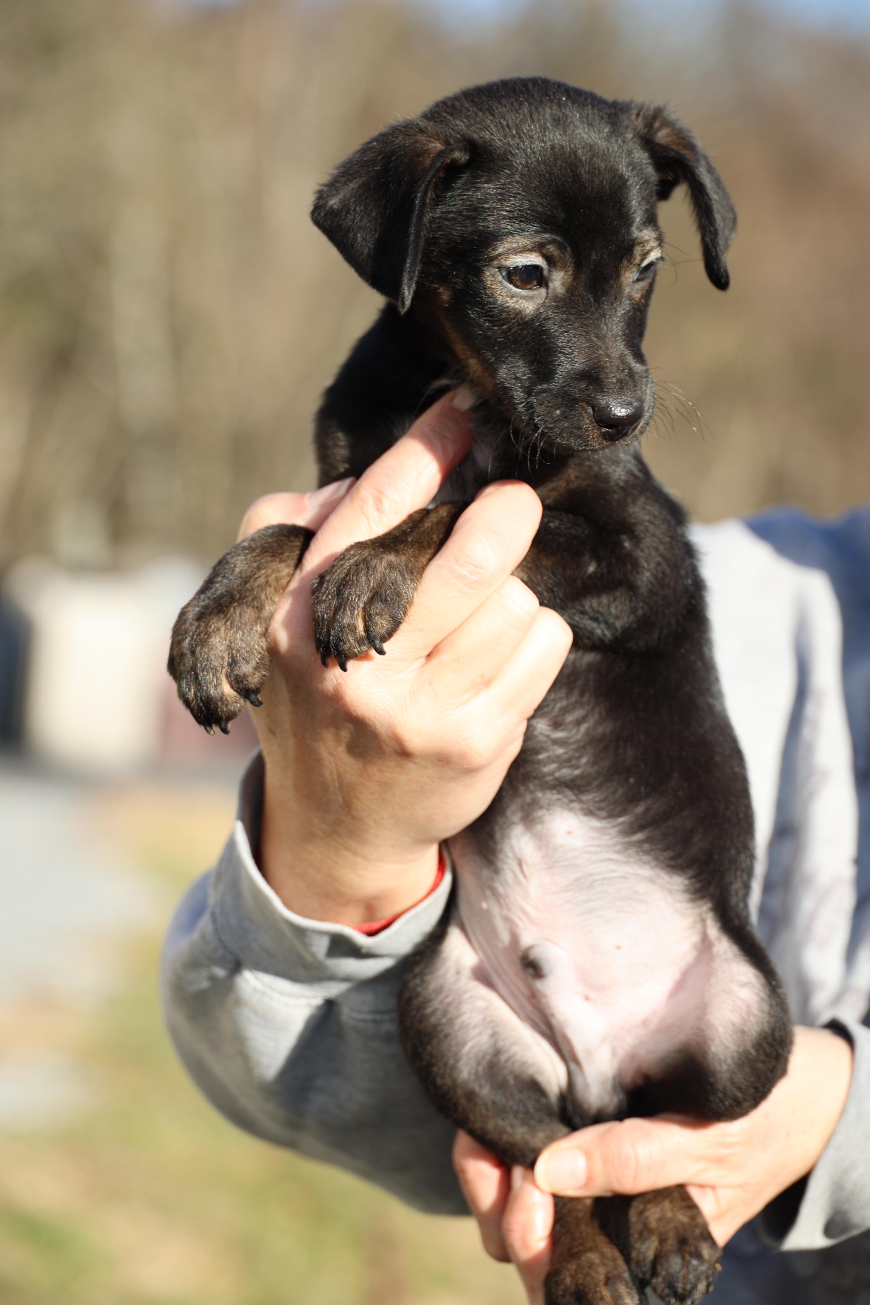 Enlarge Vito-Available! www.lhar.dog to apply! , an adoptable mixed breed in Frederick, MD image 6/6