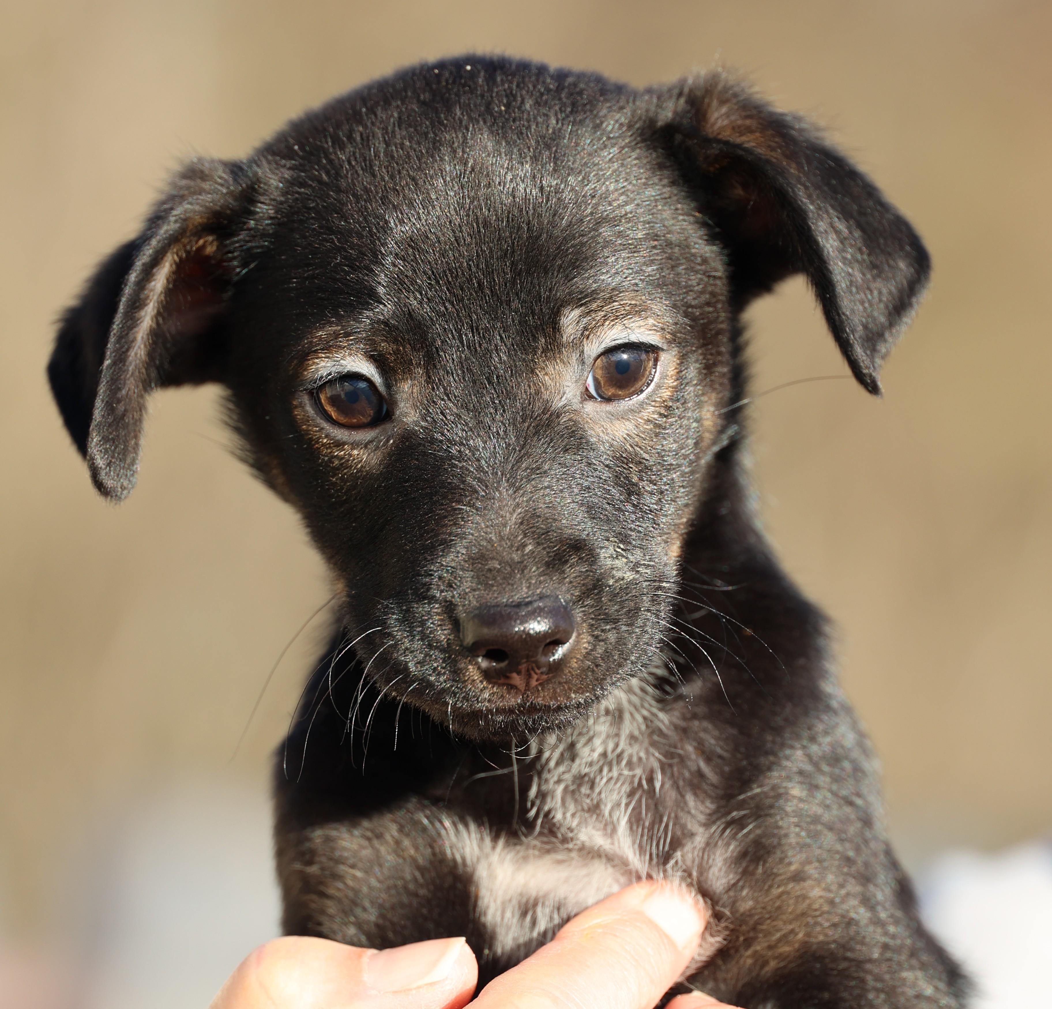 Vito-Available! www.lhar.dog to apply! , adoptable, Puppy Male Spaniel & Chihuahua.