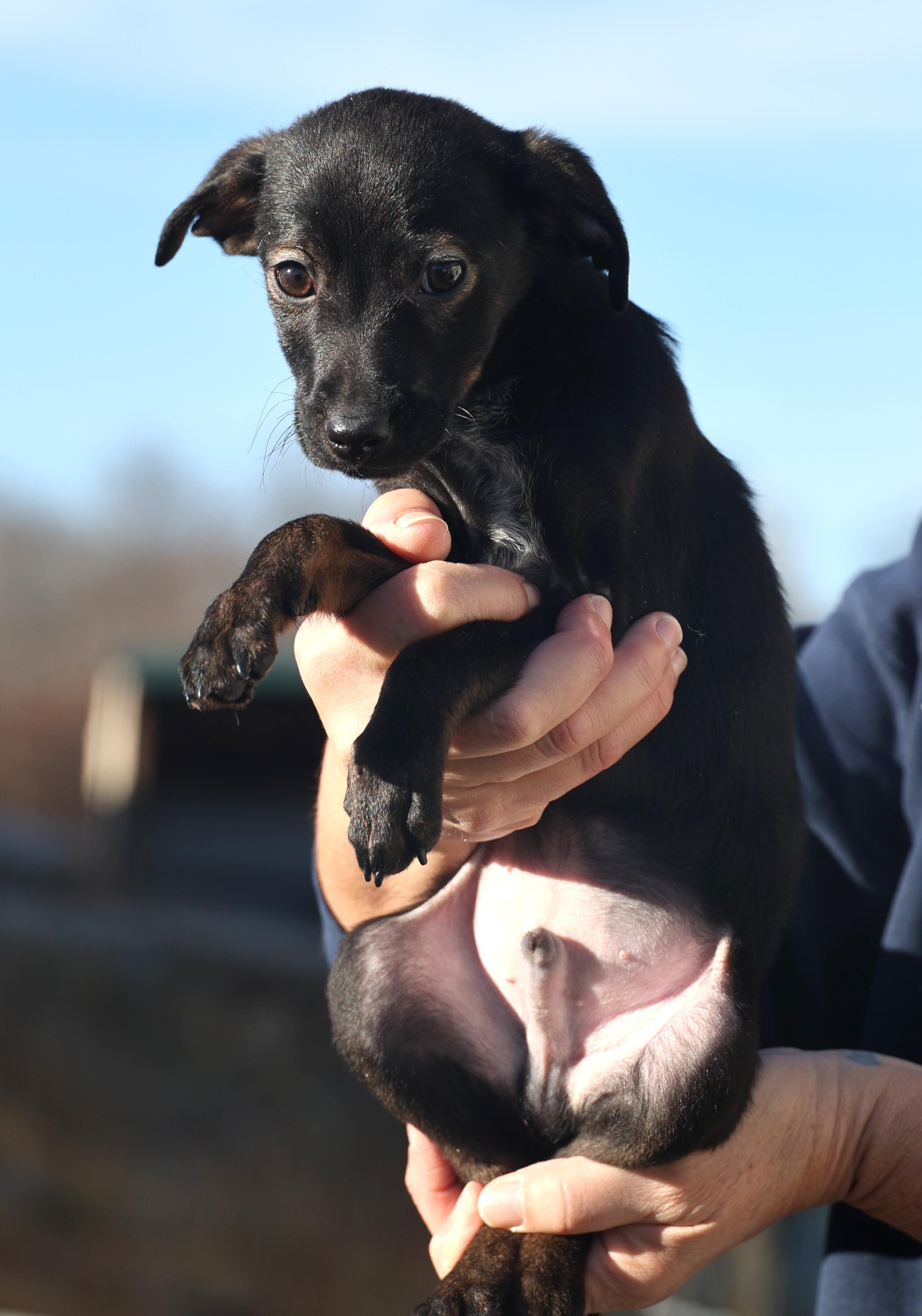 Enlarge Vito-Available @Petsmart 1/18! www.lhar.dog to apply! , an adoptable mixed breed in Frederick, MD image 6/6