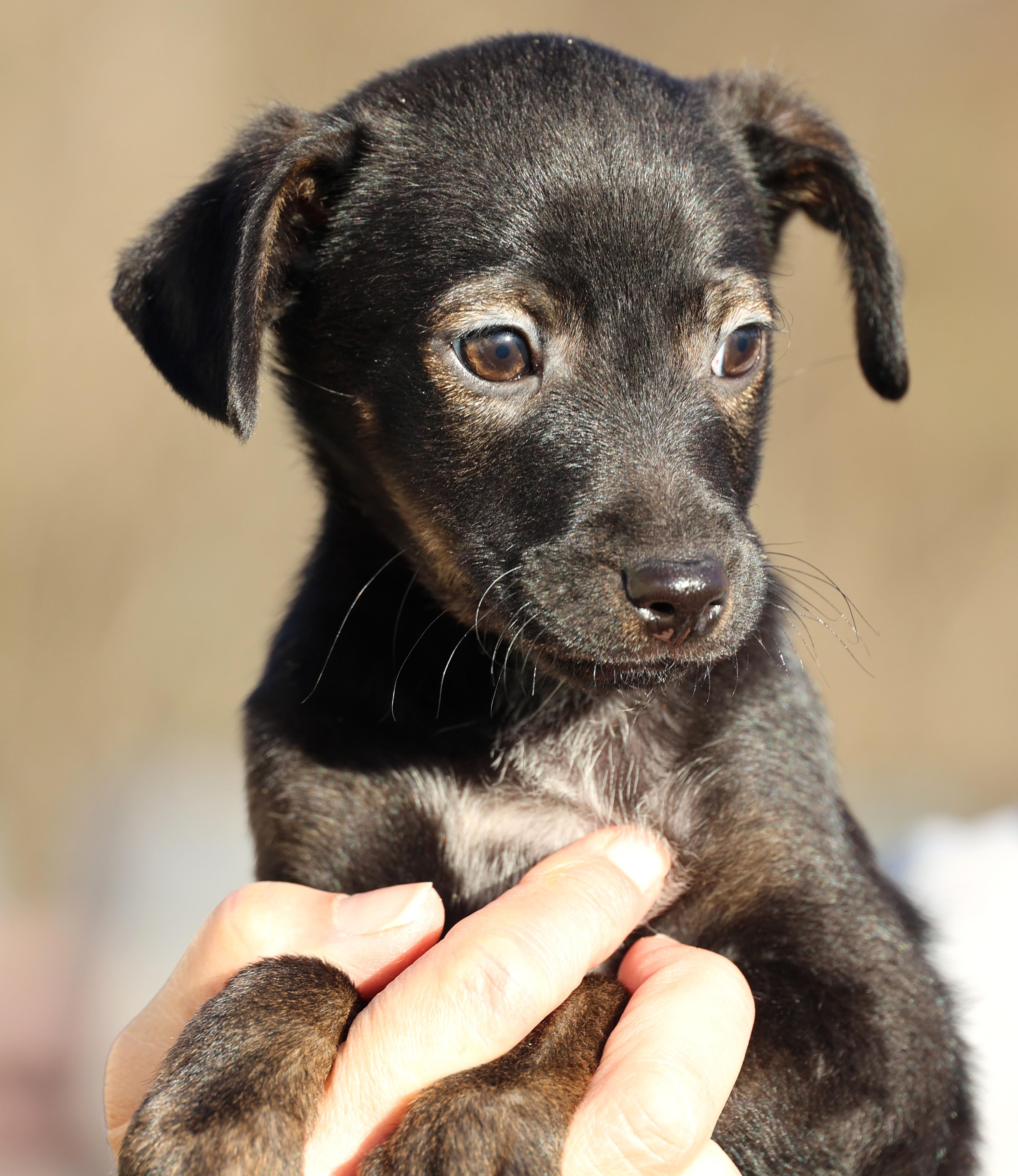 Enlarge Vito-Available! www.lhar.dog to apply! , an adoptable mixed breed in Frederick, MD image 2/6