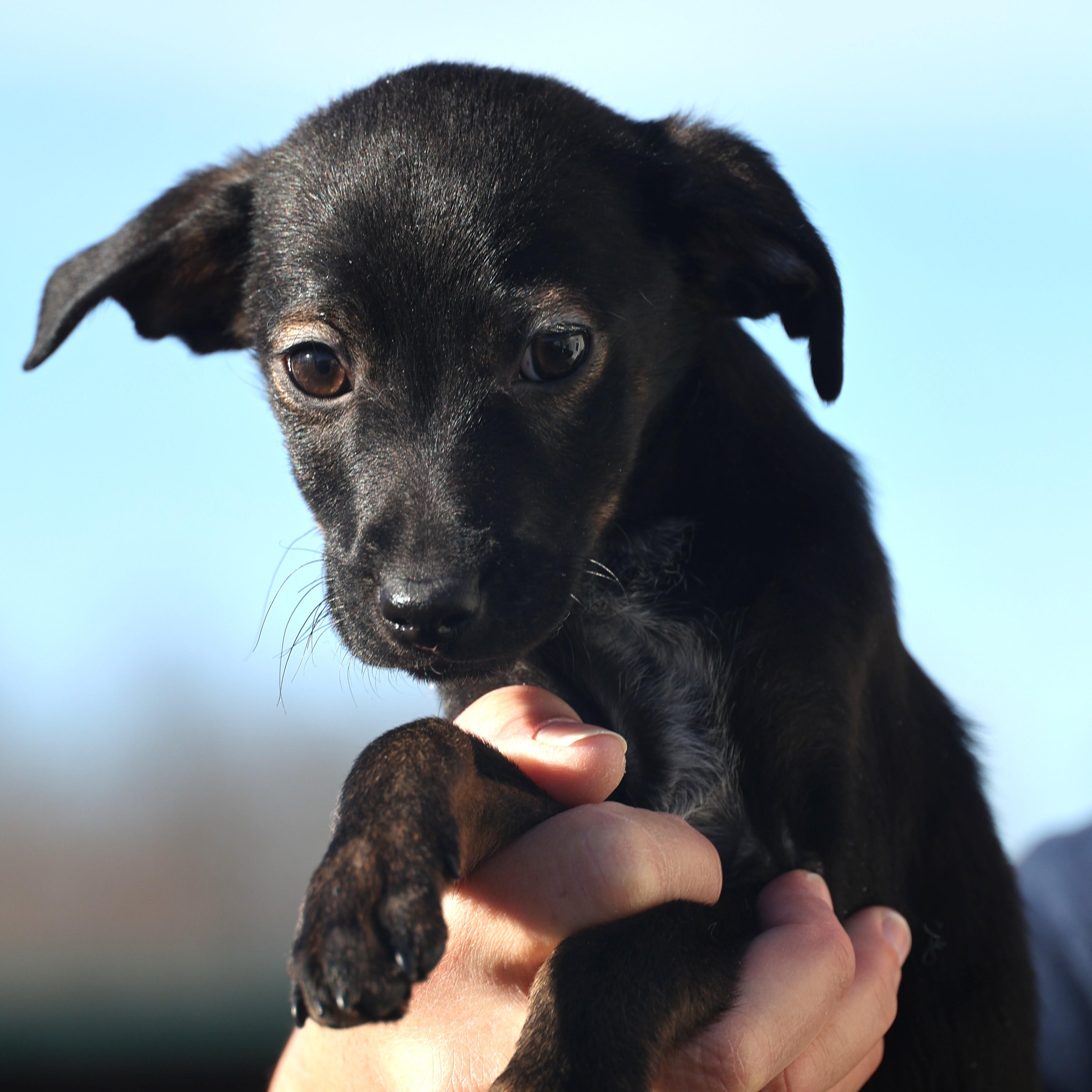 Enlarge Vito-Available @Petsmart 1/18! www.lhar.dog to apply! , an adoptable mixed breed in Frederick, MD image 4/6