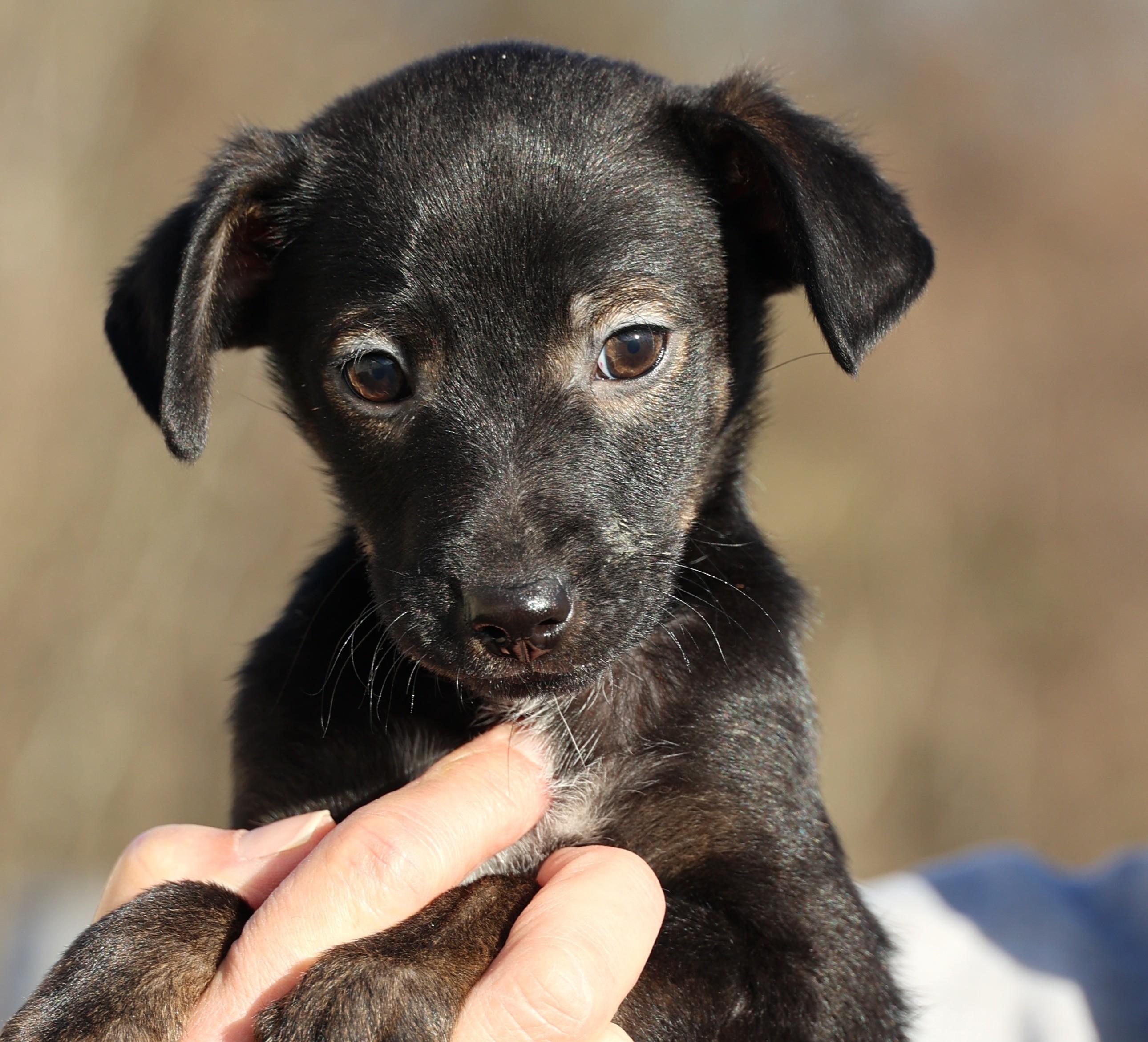 Enlarge Vito-Available! www.lhar.dog to apply! , an adoptable mixed breed in Frederick, MD image 4/6