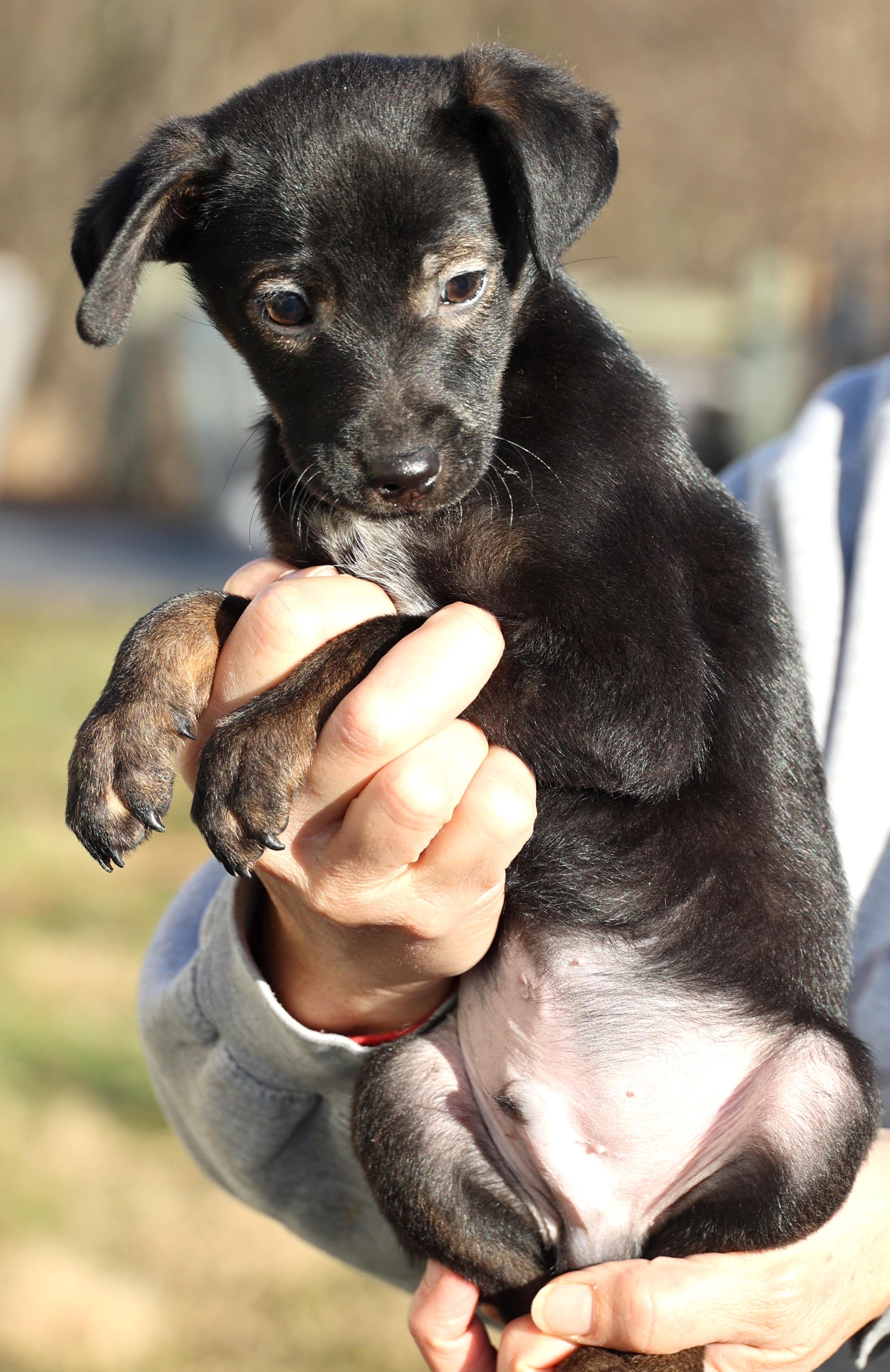 Enlarge Vito-Available! www.lhar.dog to apply! , an adoptable mixed breed in Frederick, MD image 5/6