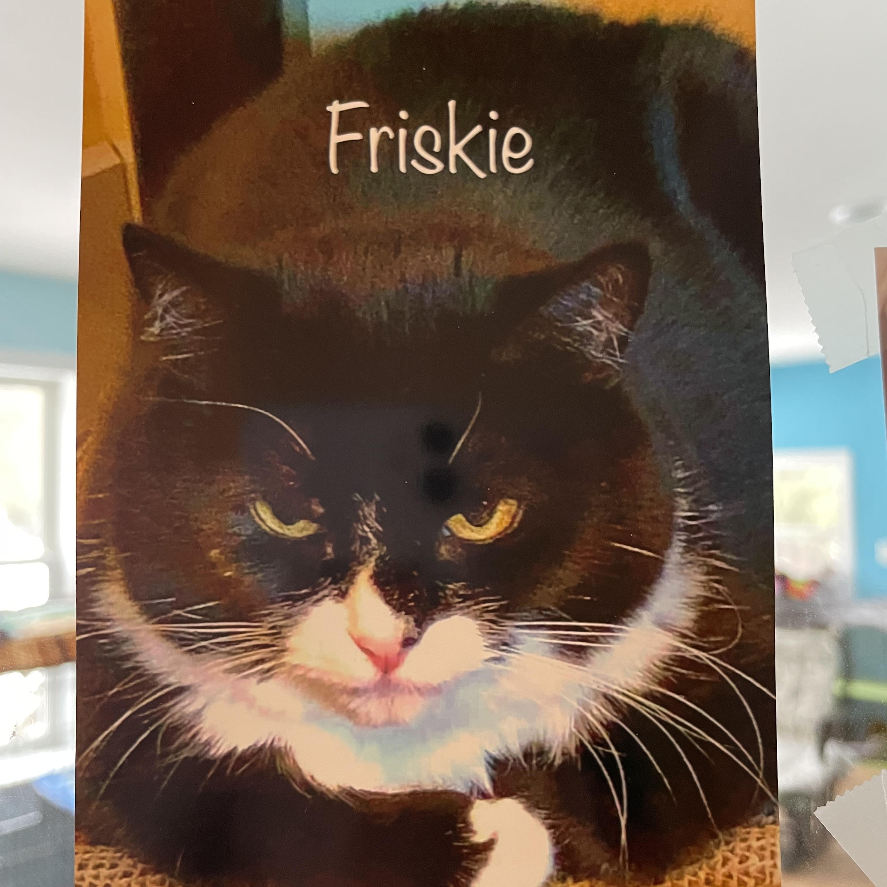 Enlarge Friskie, a Adoptable Domestic Medium Hair in Wells, ME image 2/2