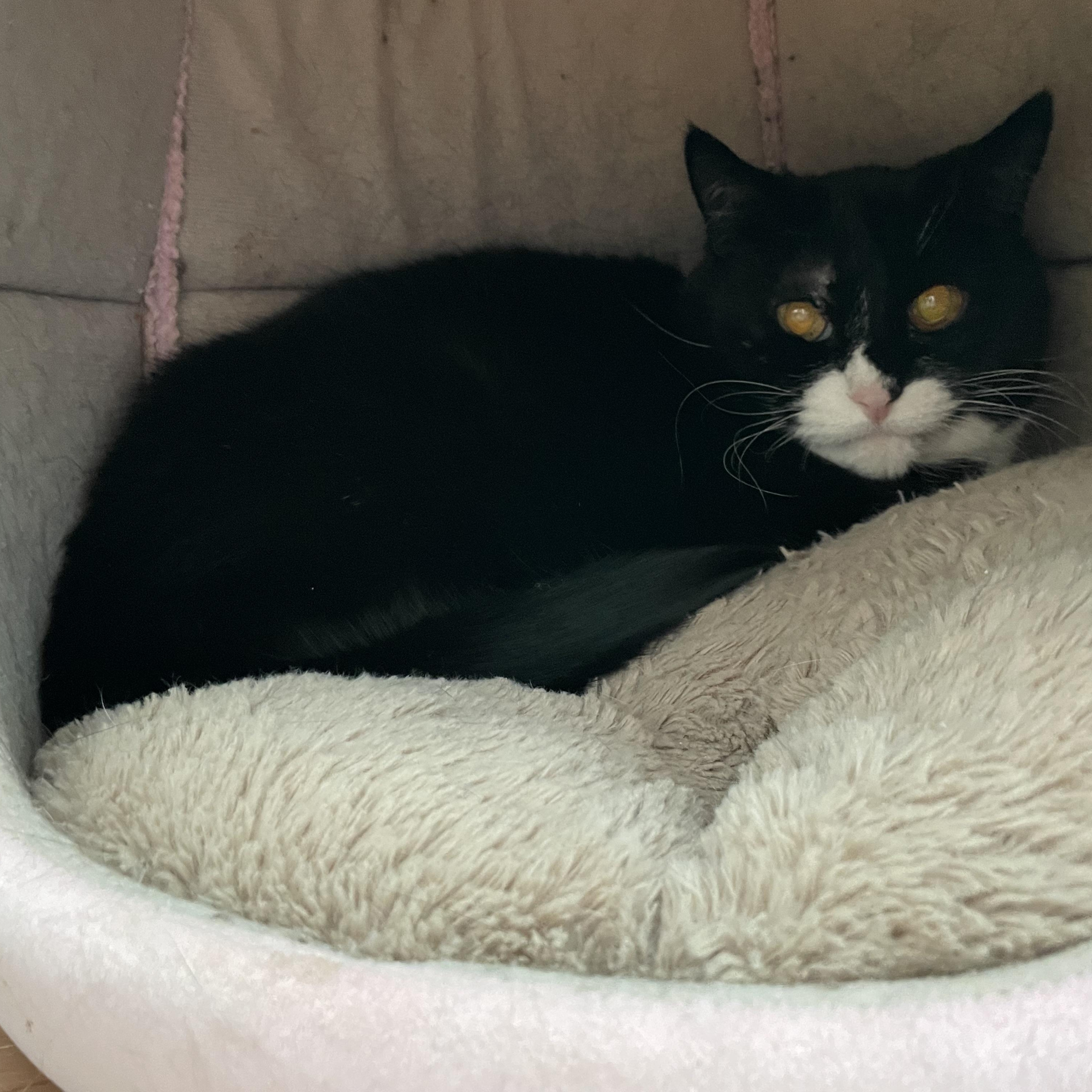 Friskie, Adoptable, Senior Female Domestic Medium Hair.