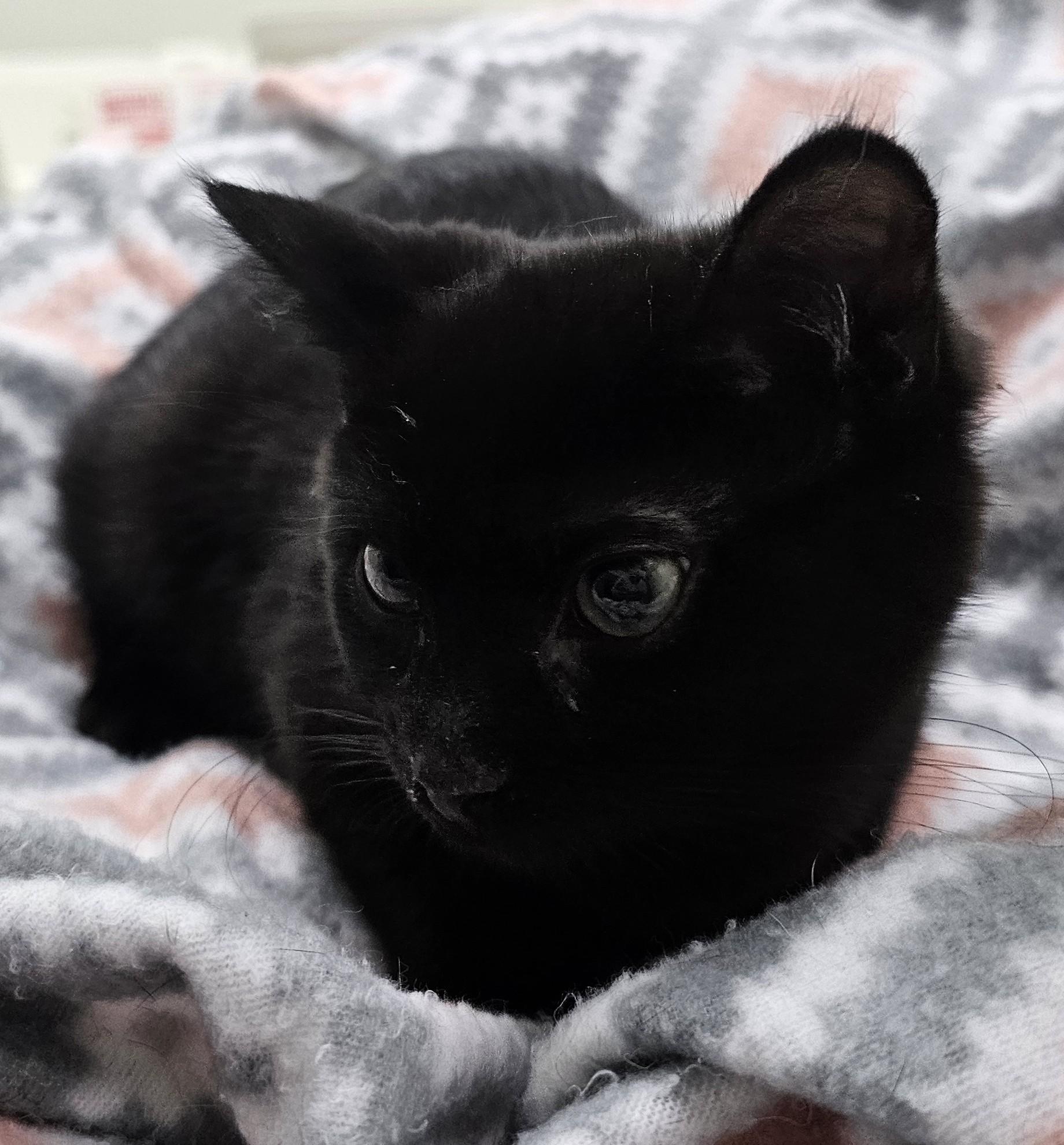 Enlarge Jupiter, a Adoptable Domestic Short Hair in Pleasantville, NJ image 1/1