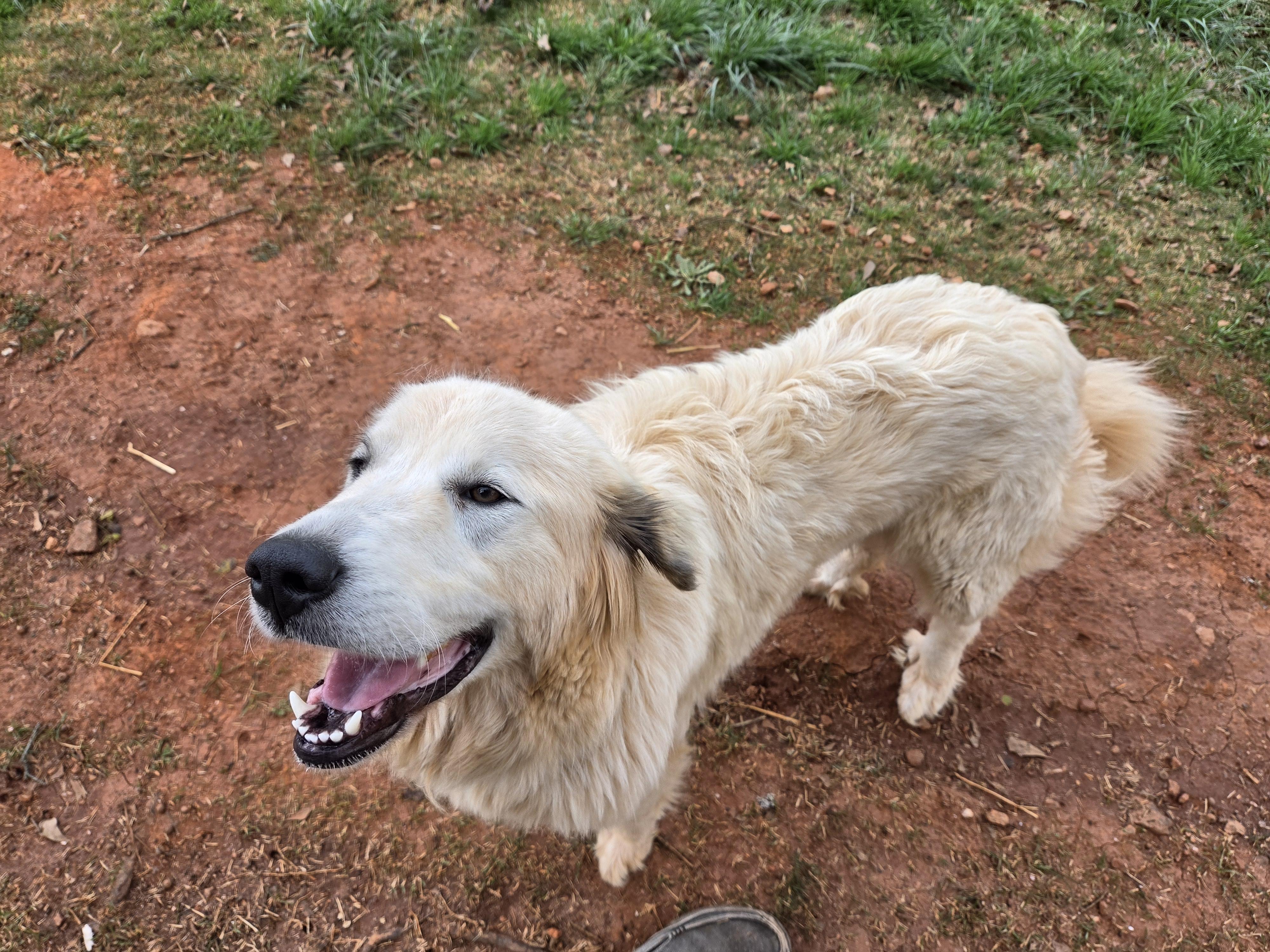 Hannah, a ADOPTABLE Great Pyrenees in Seneca, SC image 1/2
