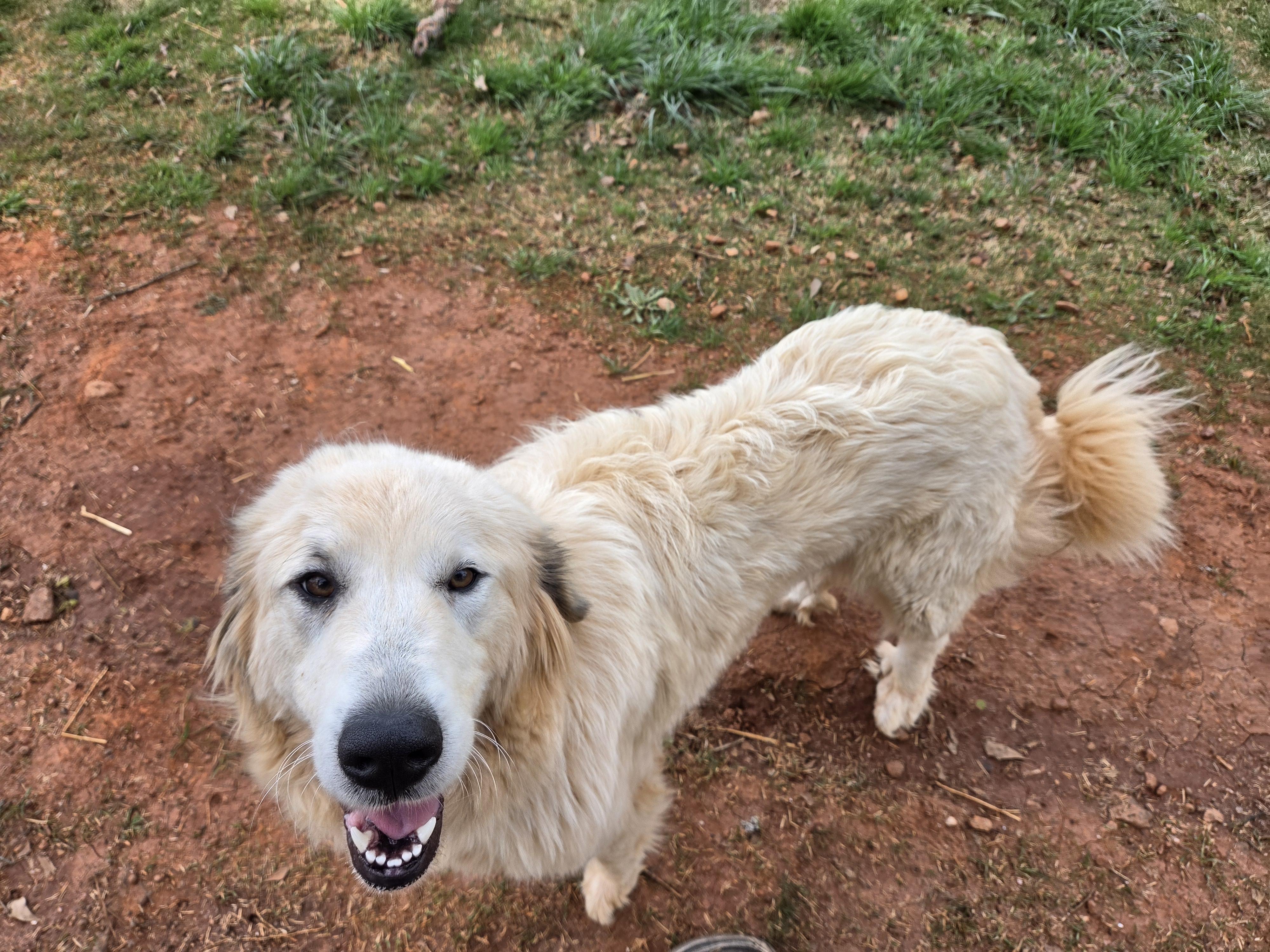 Hannah, a ADOPTABLE Great Pyrenees in Seneca, SC image 2/2