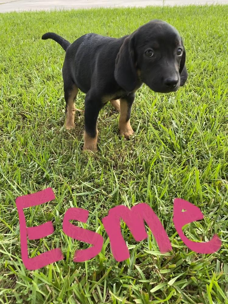 Esme, Adopted, Puppy Female Labrador Retriever & Black Mouth Cur.