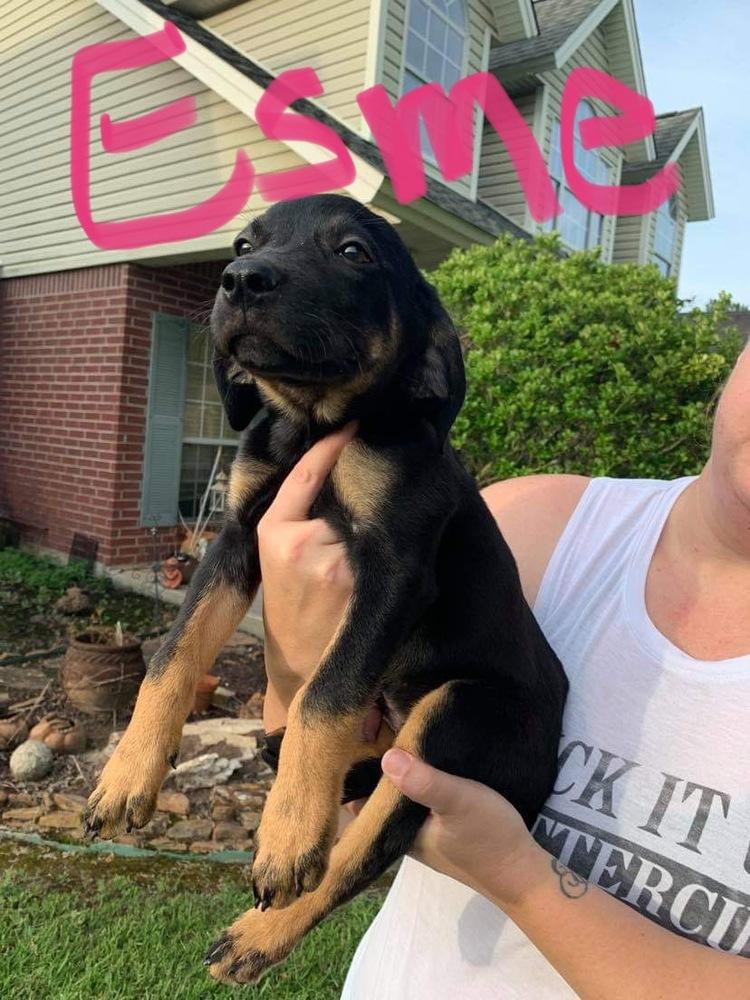 Enlarge Esme, a Adopted mixed breed in Rothesay , NB image 2/2