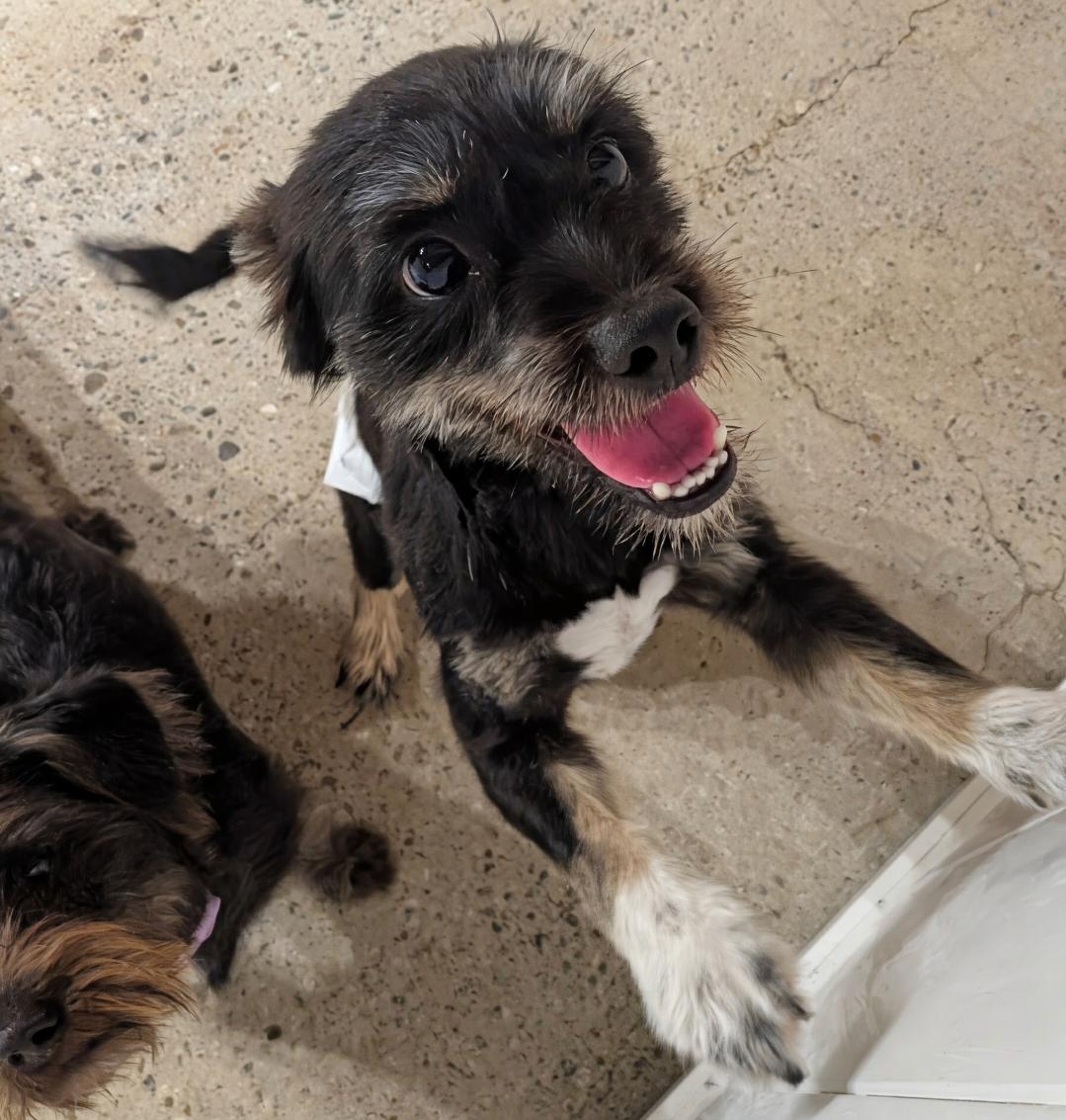 Dick Chasey, ADOPTABLE, Adult Male Schnauzer.