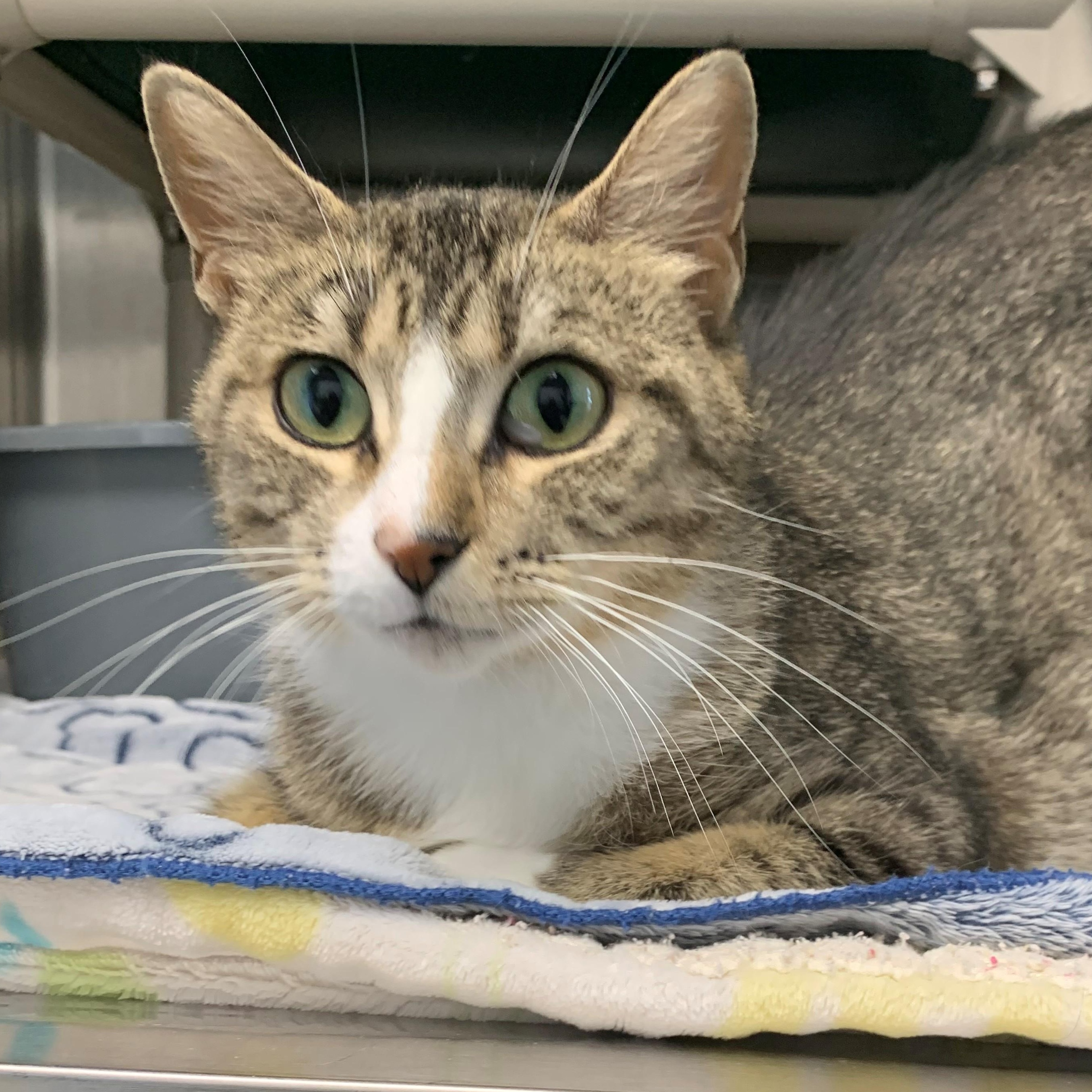 Eleanor, an adoptable Domestic Short Hair in Brooks, AB, T1R 1B2 | Photo Image 4