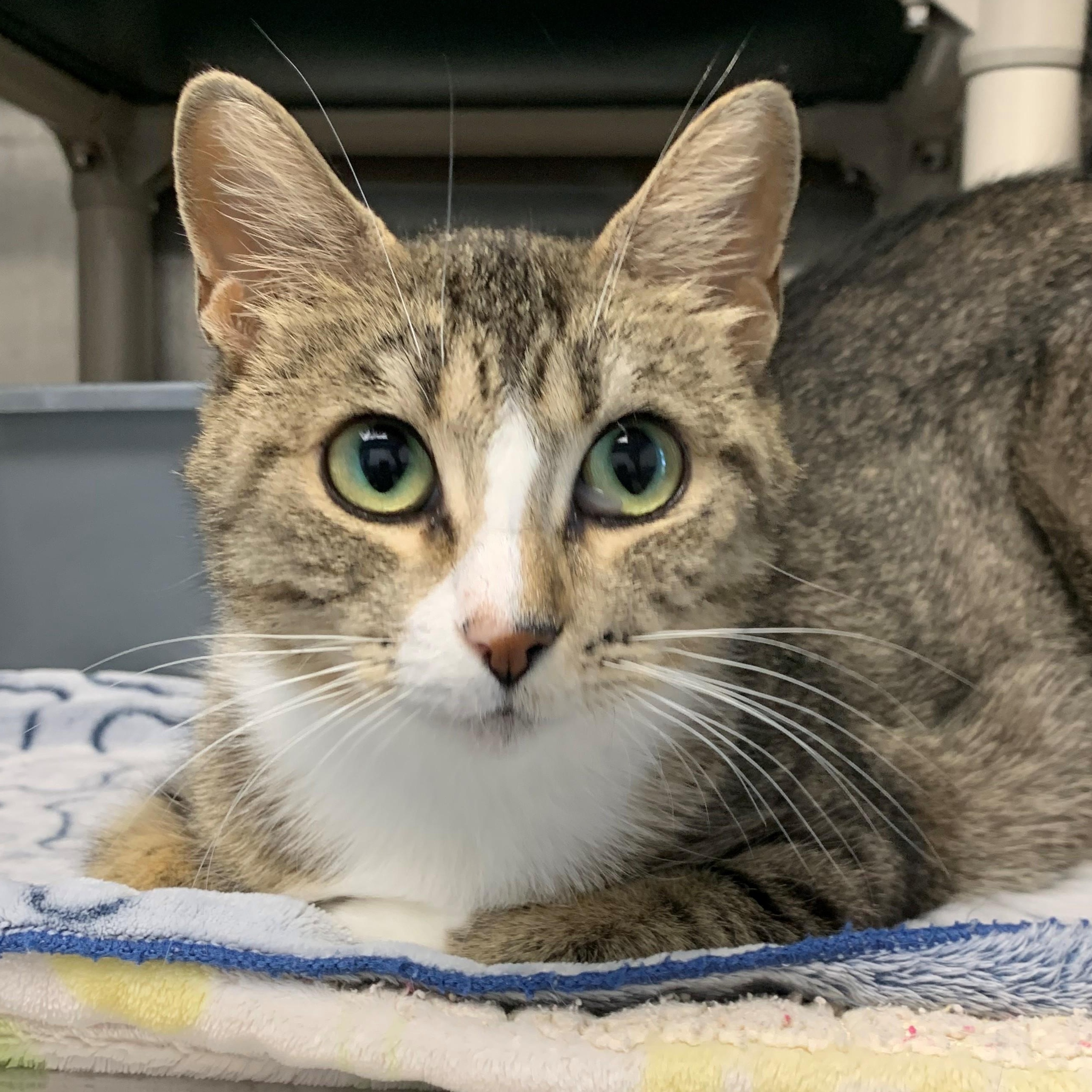 Eleanor, an adoptable Domestic Short Hair in Brooks, AB, T1R 1B2 | Photo Image 3