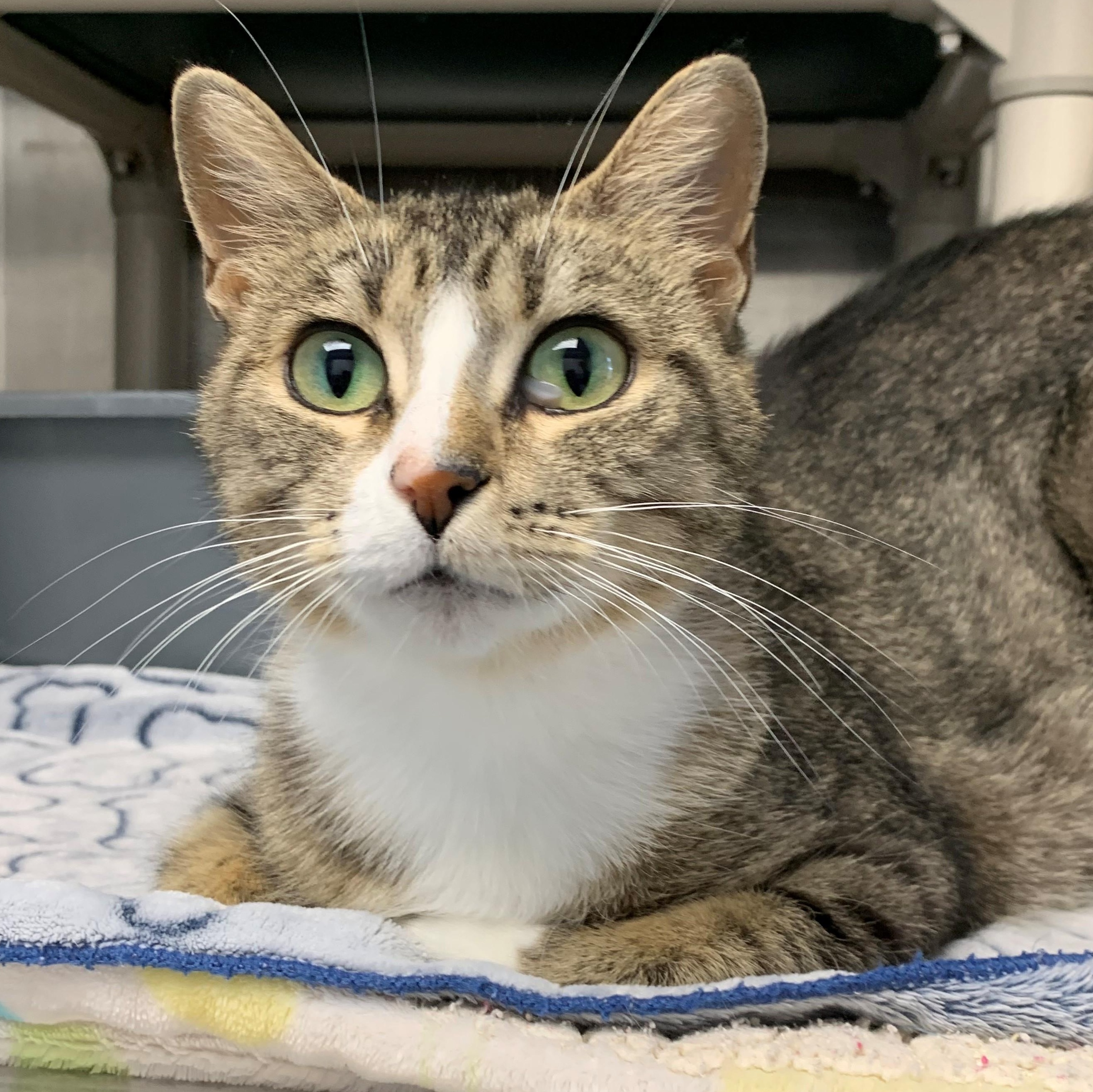 Enlarge Eleanor, a Adoptable Domestic Short Hair in Brooks, AB image 1/3
