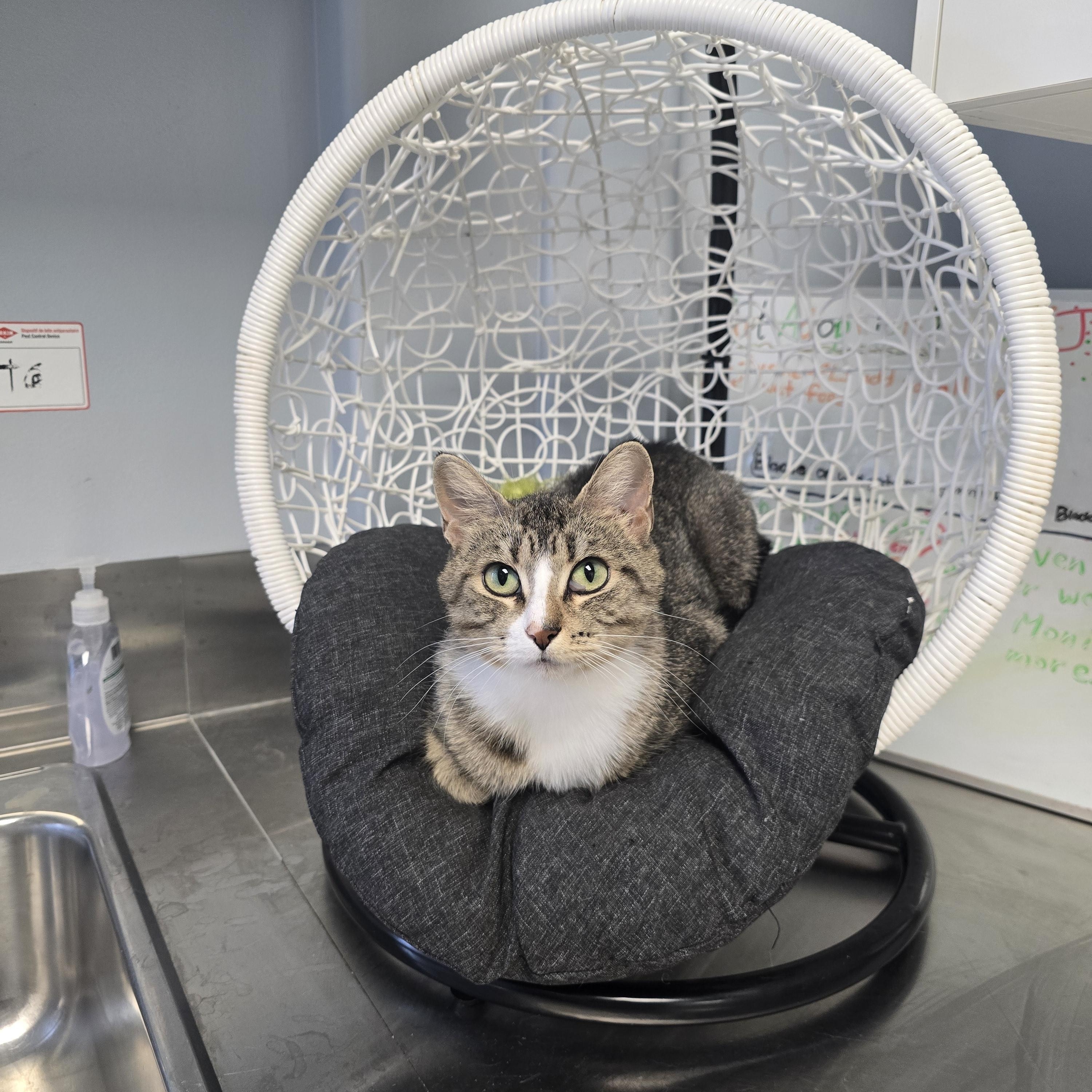 Eleanor, Adoptable, Adult Female Domestic Short Hair.