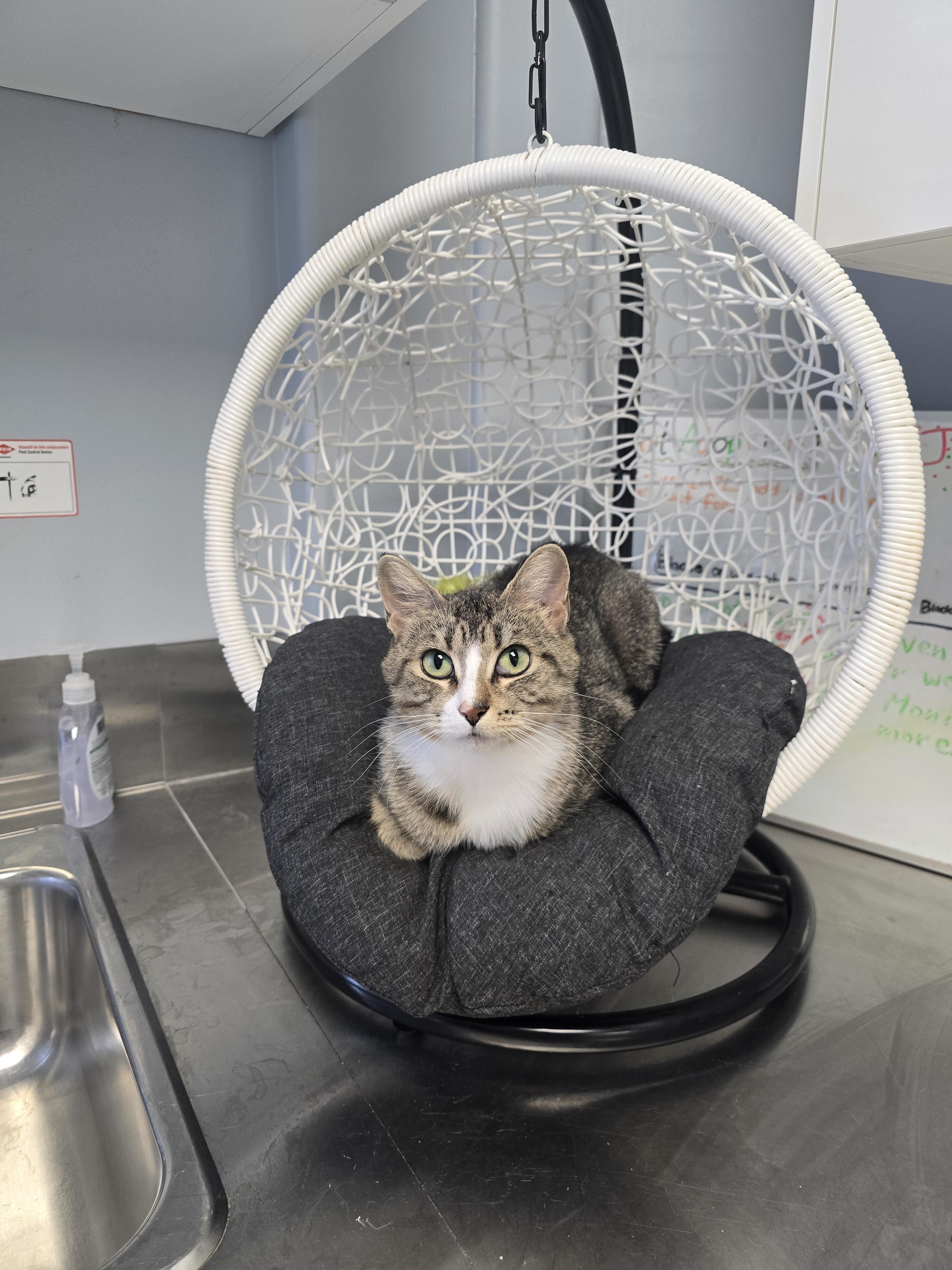 Eleanor, an adoptable Domestic Short Hair in Brooks, AB, T1R 1B2 | Photo Image 2