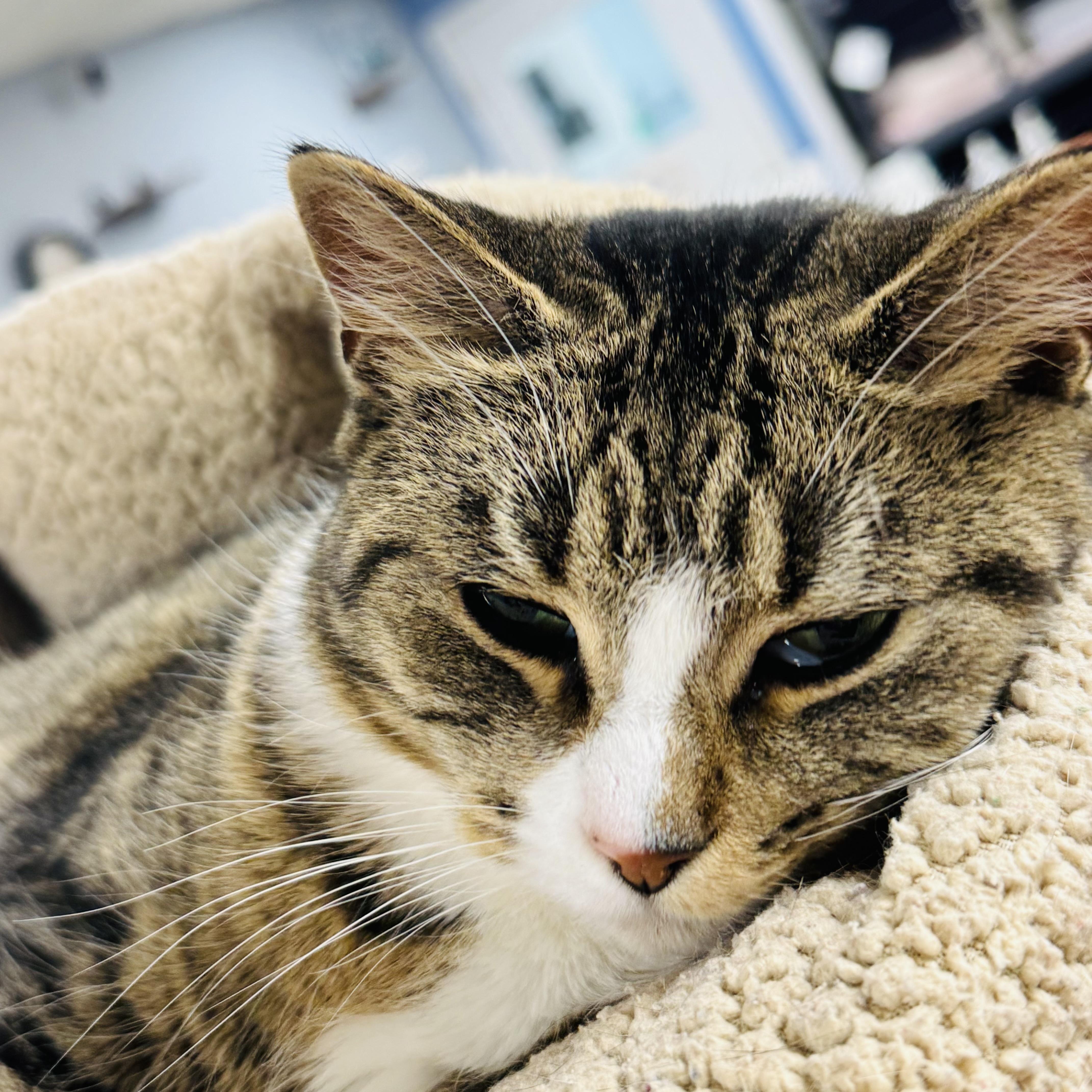 Enlarge Eleanor, a Adoptable Domestic Short Hair in Brooks, AB image 3/3