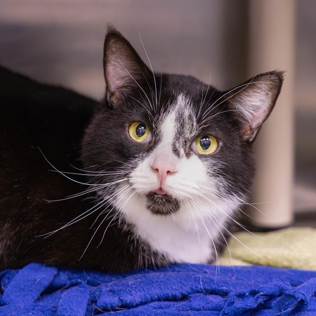 Enlarge Patches, a Adoptable Domestic Short Hair in Mentor, OH image 1/1