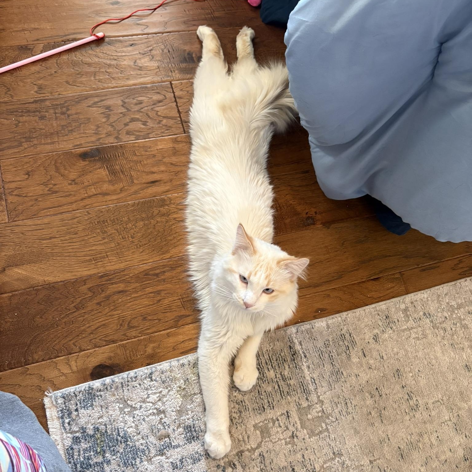 Enlarge Loki, a ADOPTABLE mixed breed in Queen Creek, AZ image 3/6