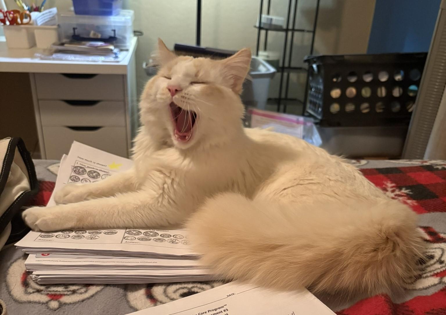 Enlarge Loki, a ADOPTABLE mixed breed in Queen Creek, AZ image 5/6