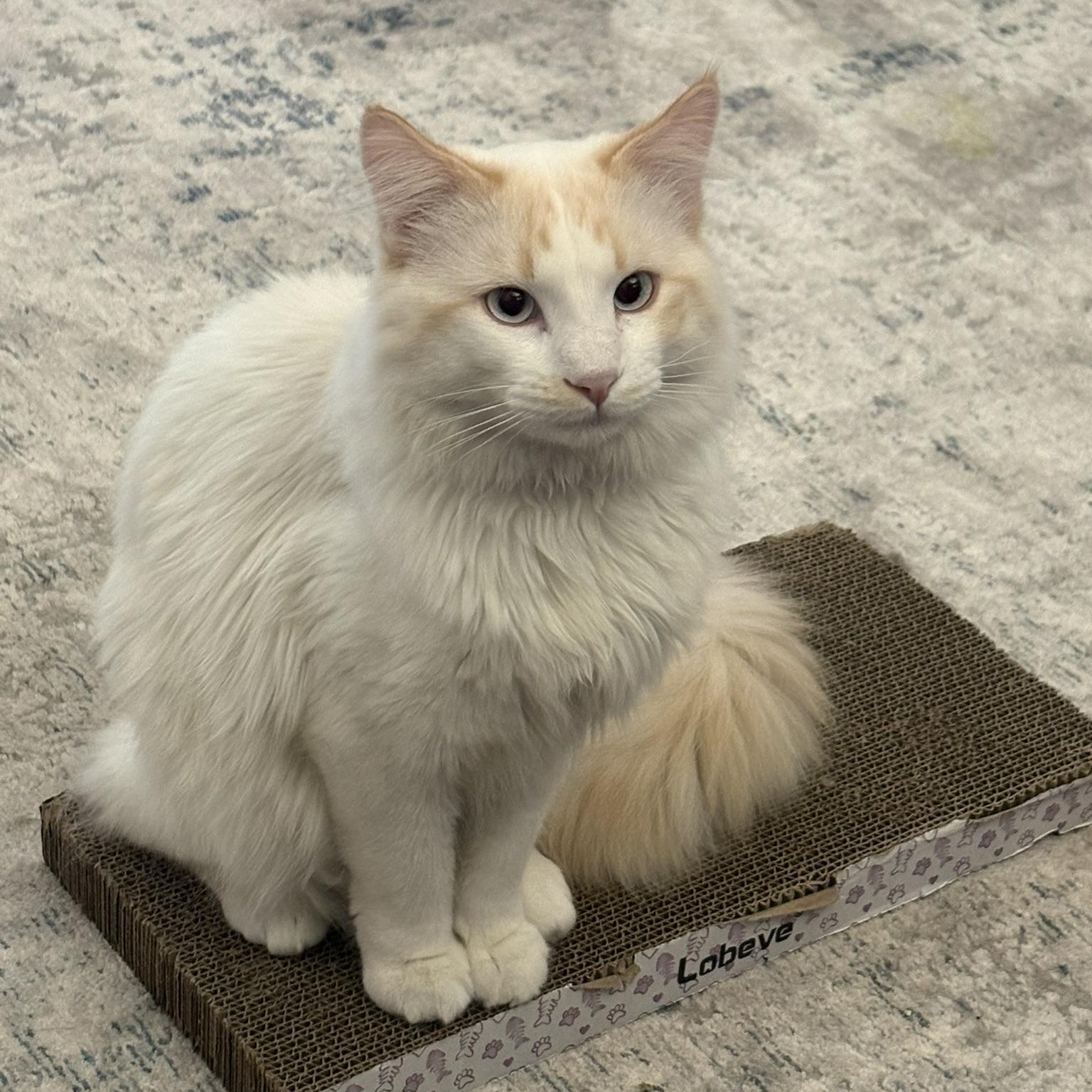 Enlarge Loki, a ADOPTABLE mixed breed in Queen Creek, AZ image 2/6