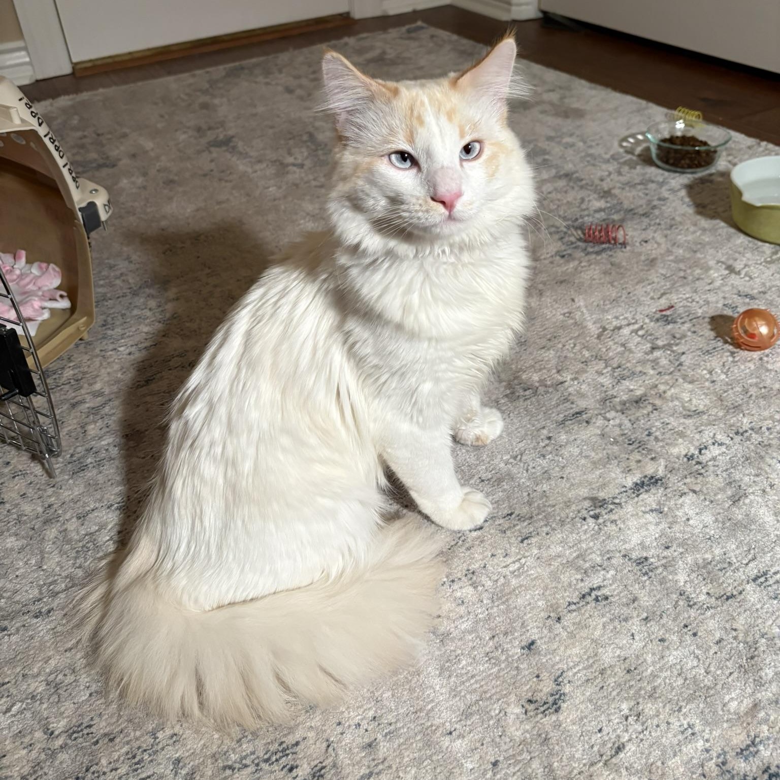 Enlarge Loki, a ADOPTABLE mixed breed in Queen Creek, AZ image 4/6